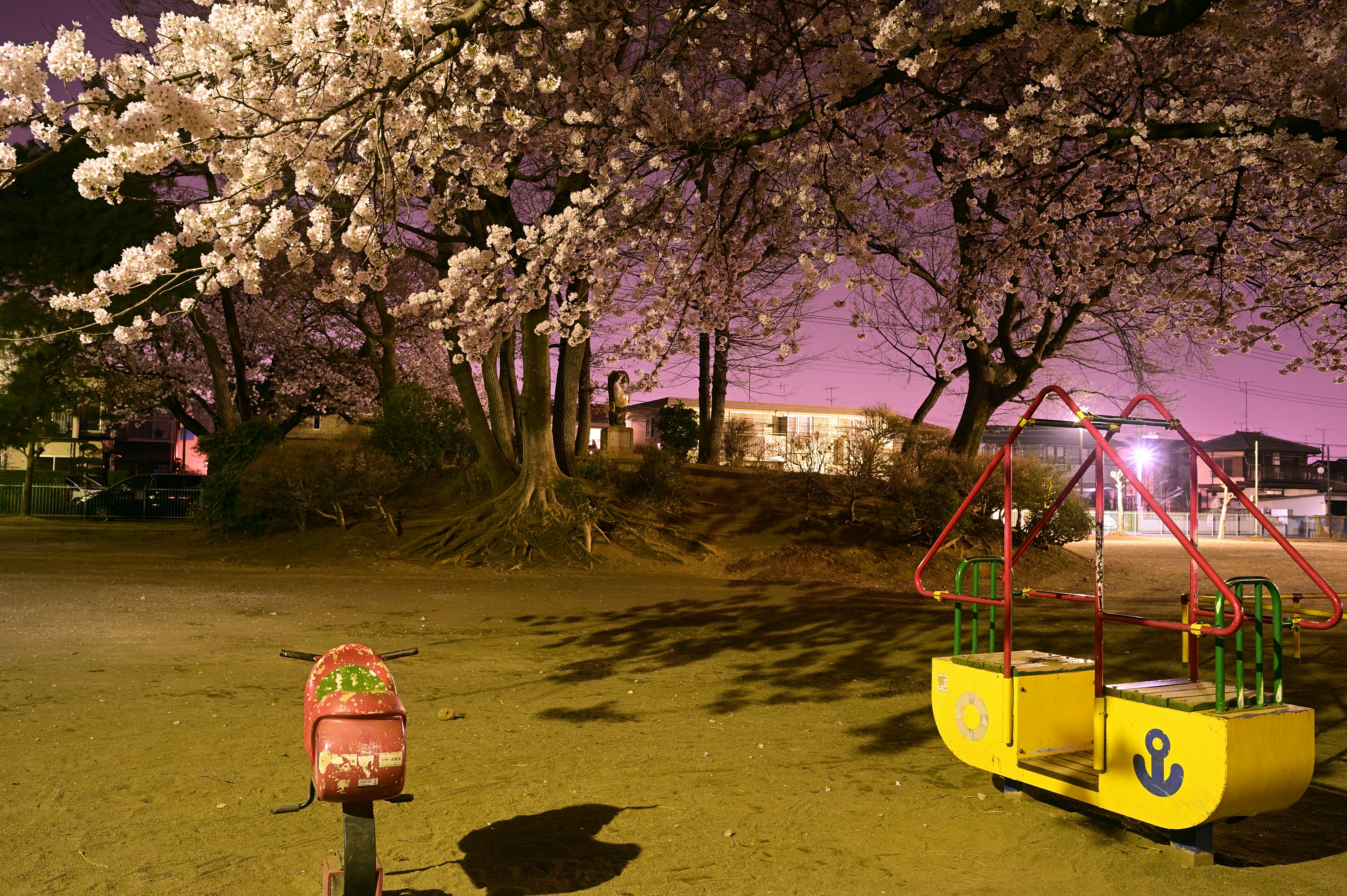 春宵のたぬきやま公園の夜桜と遊具のある芝生広場