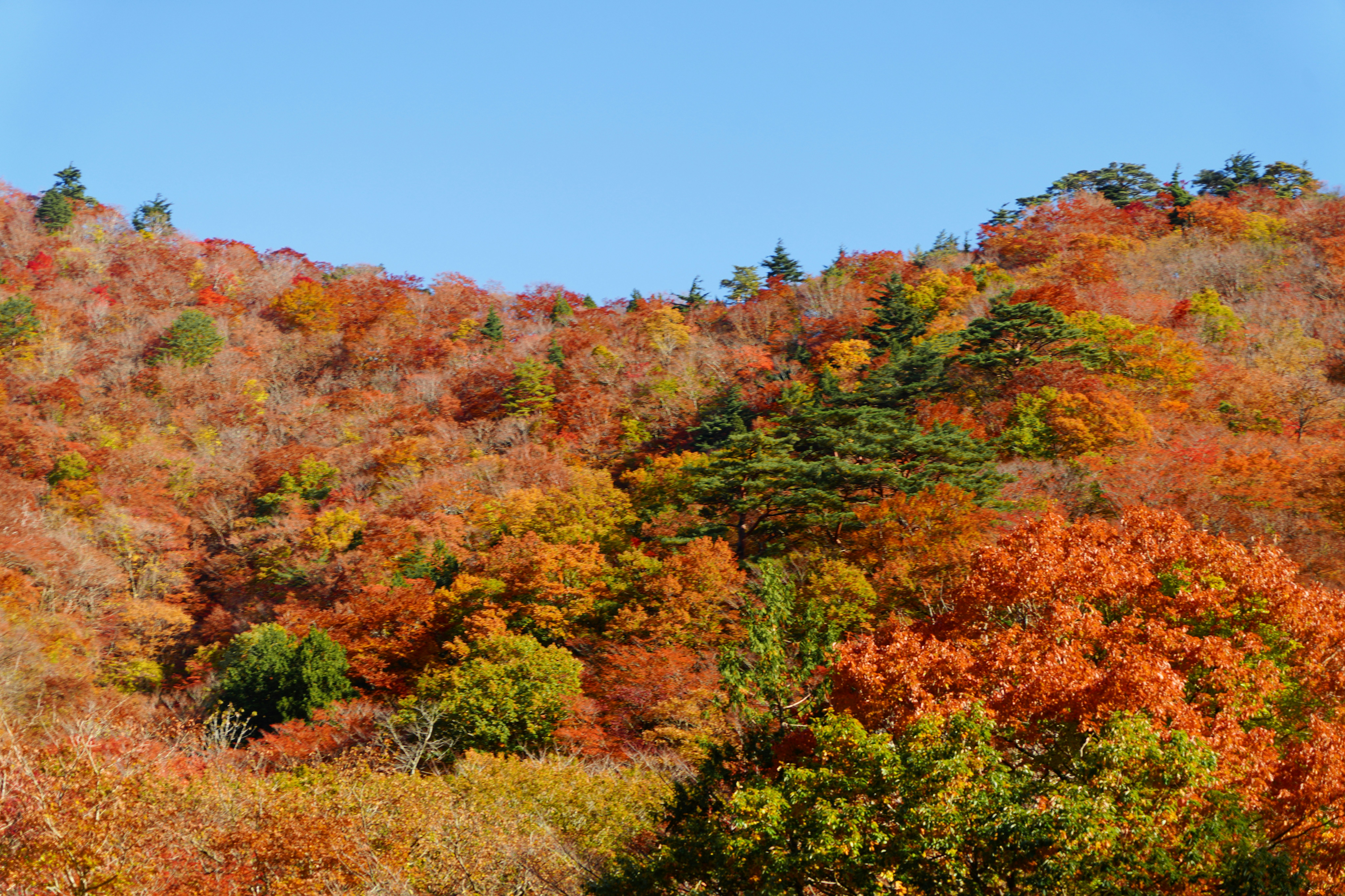 紅葉に染まる山の森の景色