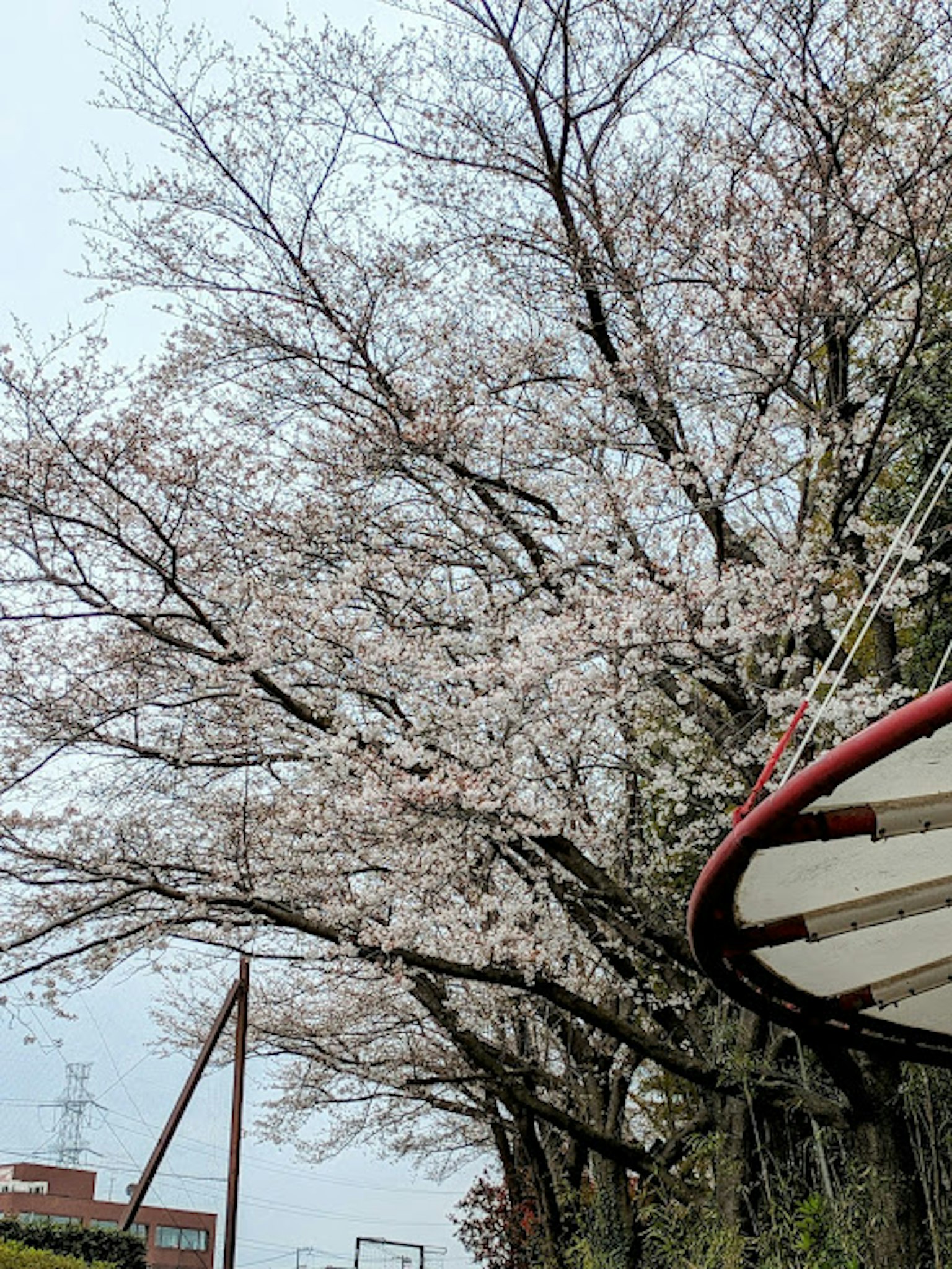 Arbre de cerisier en fleurs dans un parc