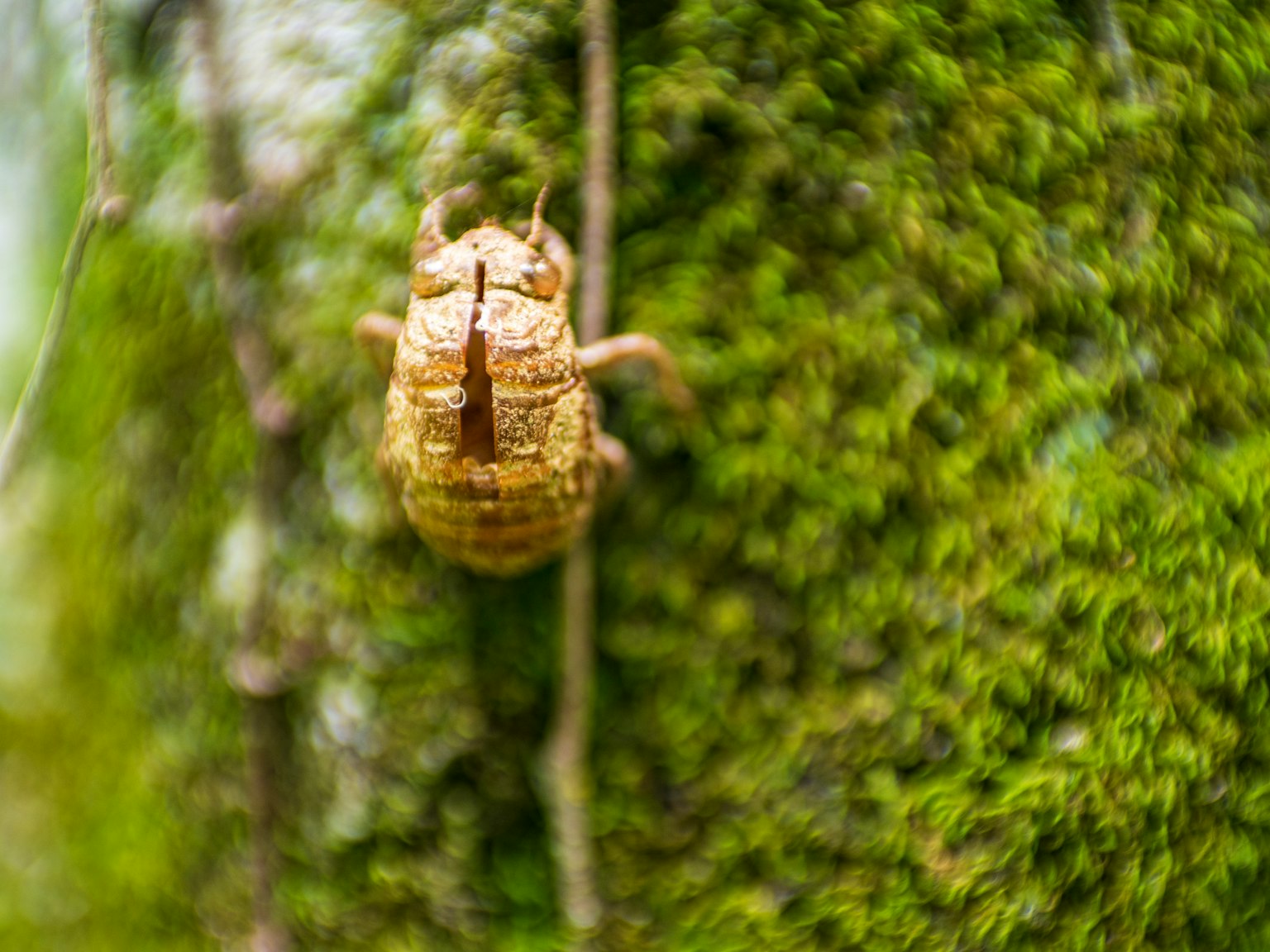 Conchiglia di cicala attaccata a un tronco d'albero circondata da muschio verde