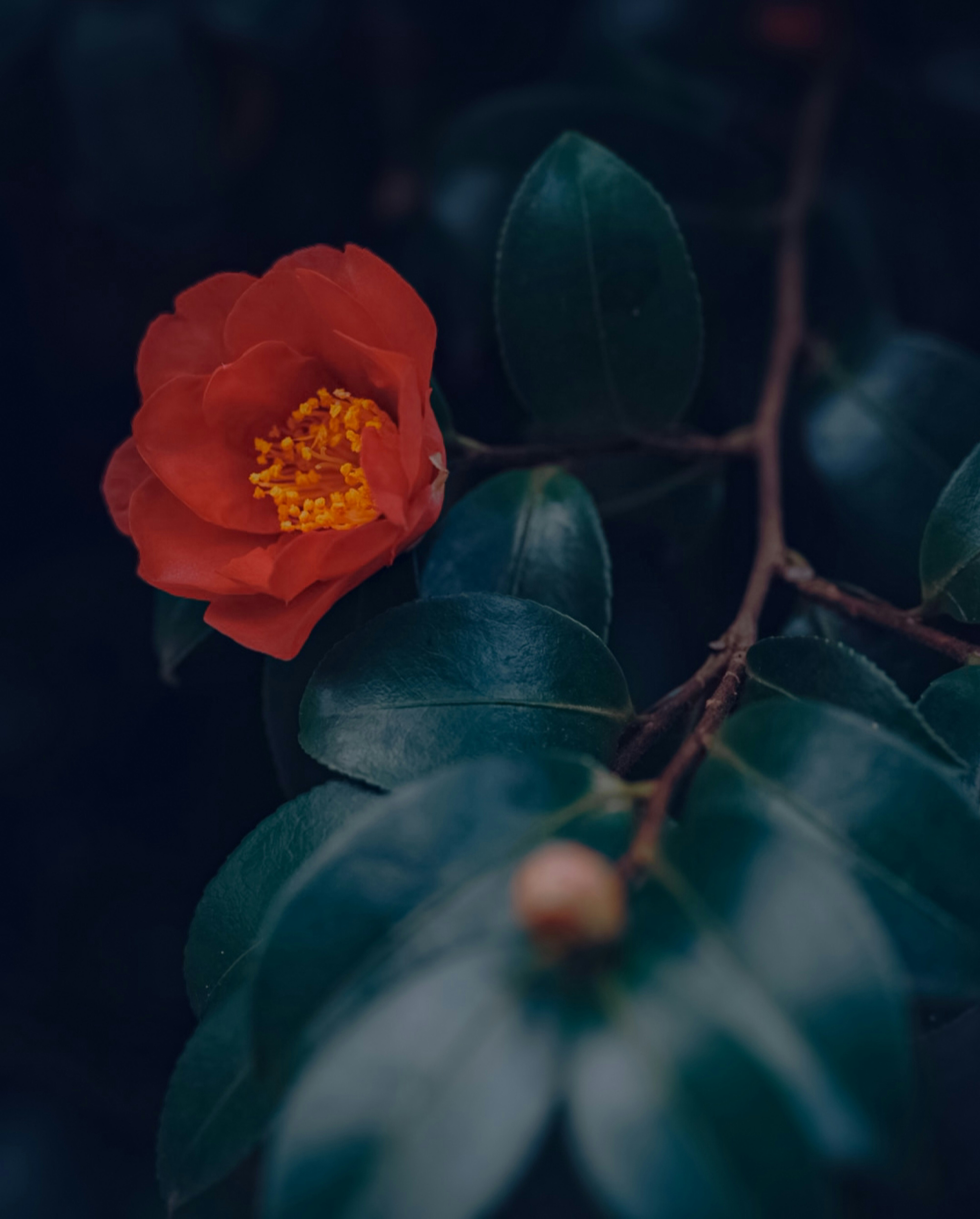 赤い花と濃い葉のある季節の花のクローズアップ