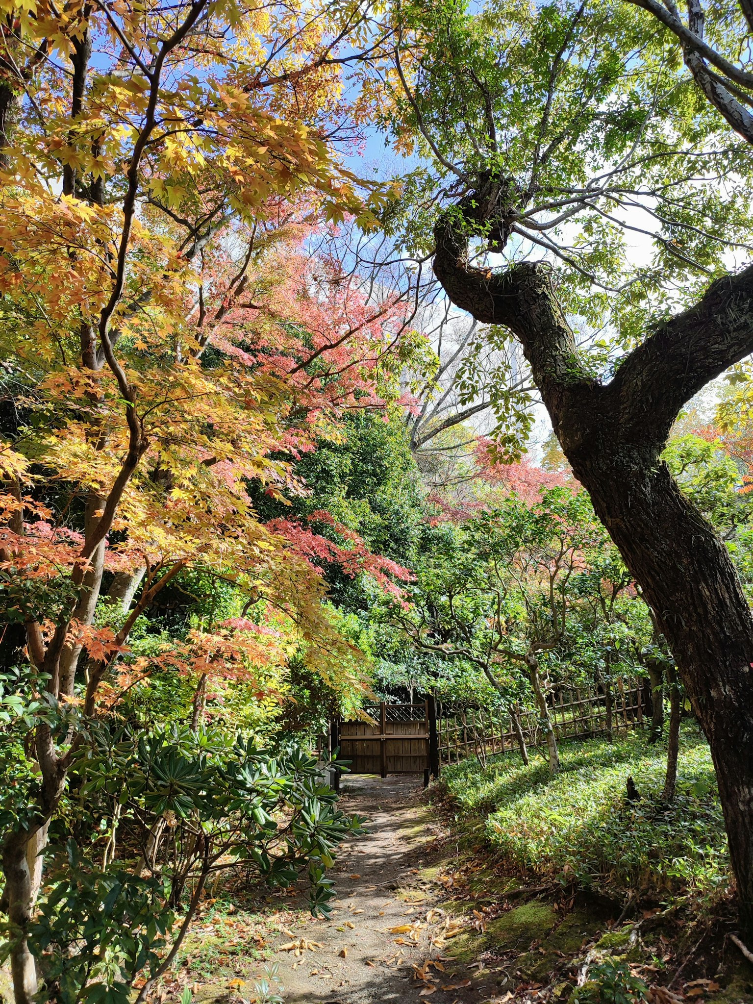Scenic pathway surrounded by vibrant autumn leaves and trees