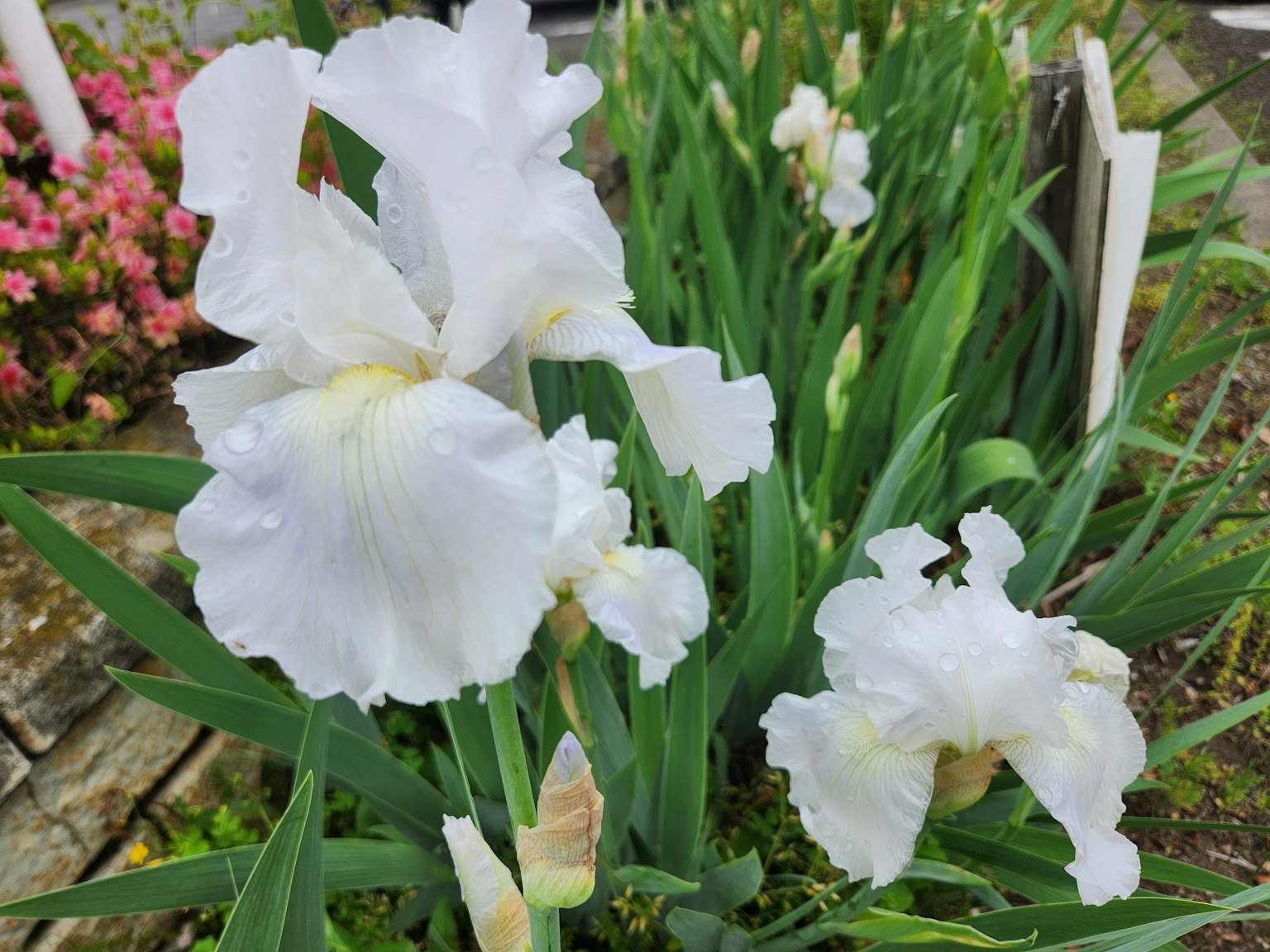 Weiße Irisblüten blühen zwischen grünen Blättern