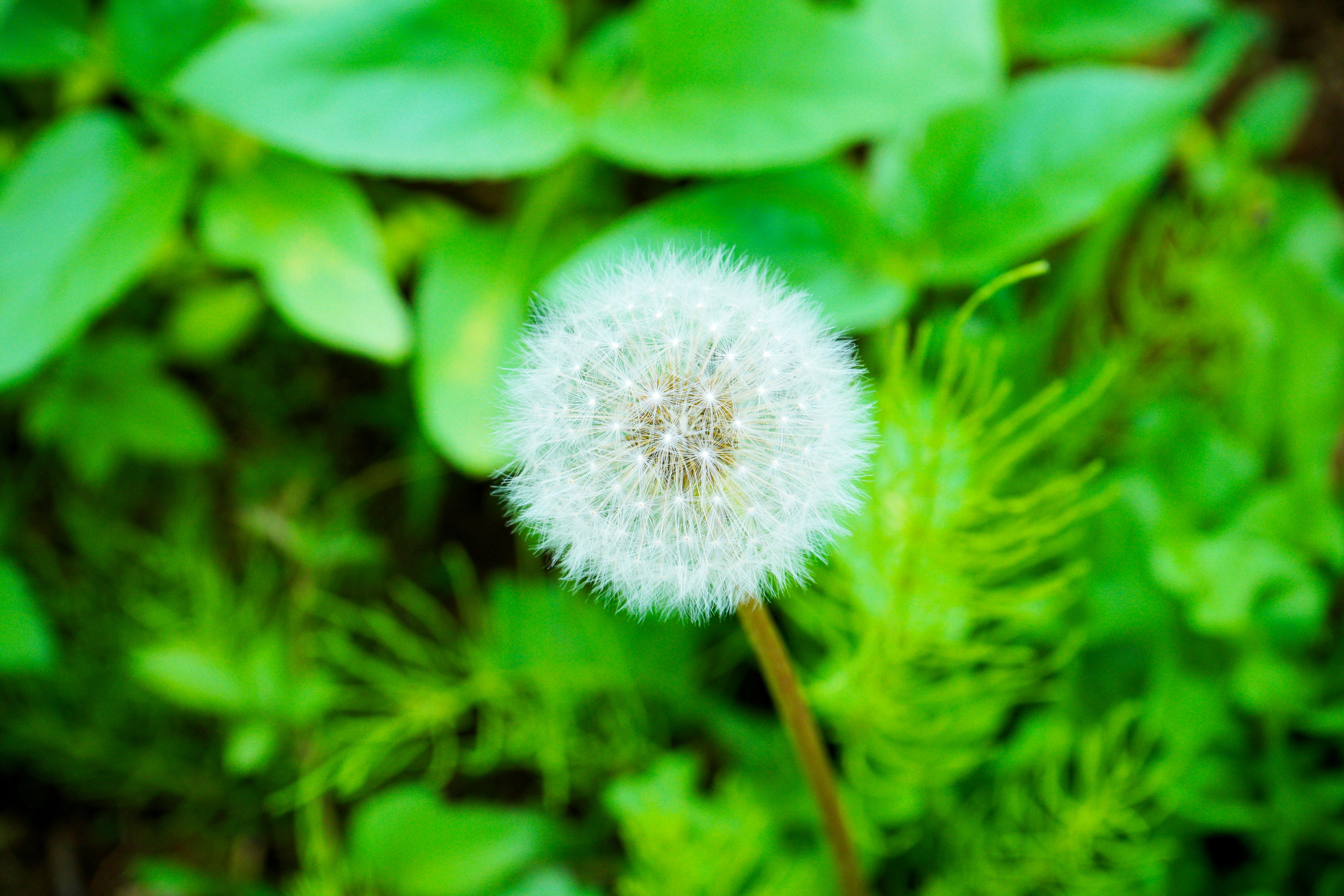 緑の草むらに咲く綿毛のタンポポ