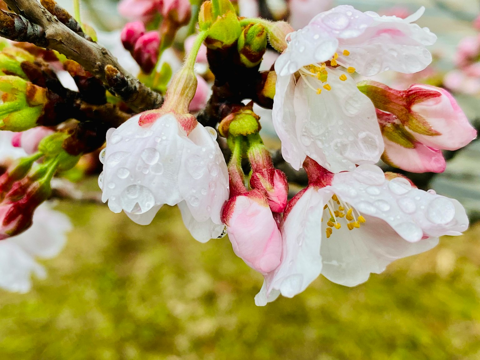 樱花花瓣上带水珠的特写