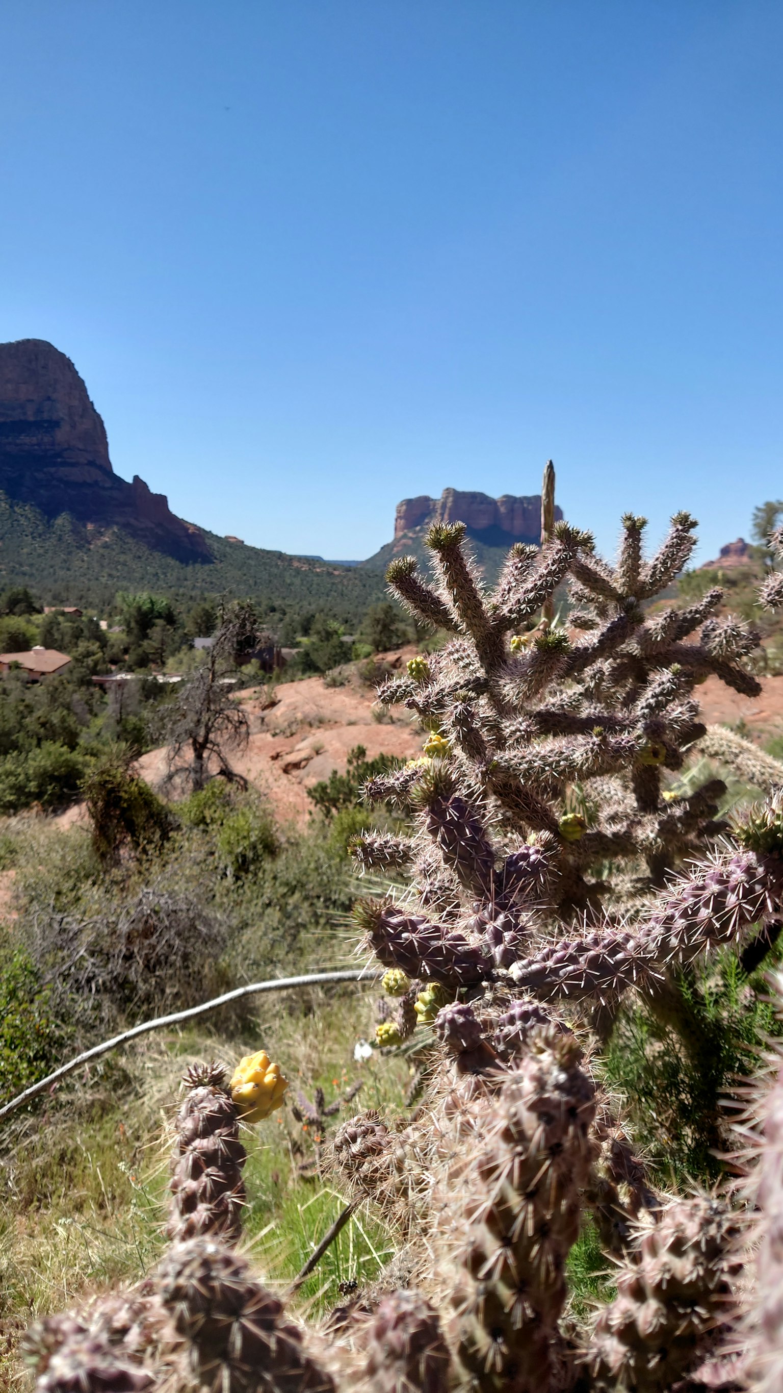 Cactus dans le paysage de Sedona avec des montagnes en arrière-plan