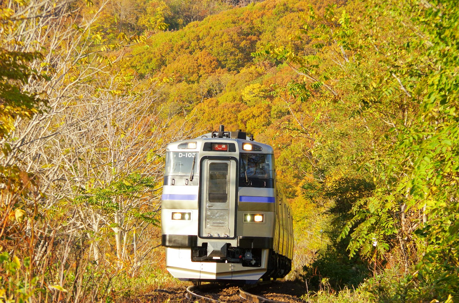 穿过五彩斑斓秋叶的火车