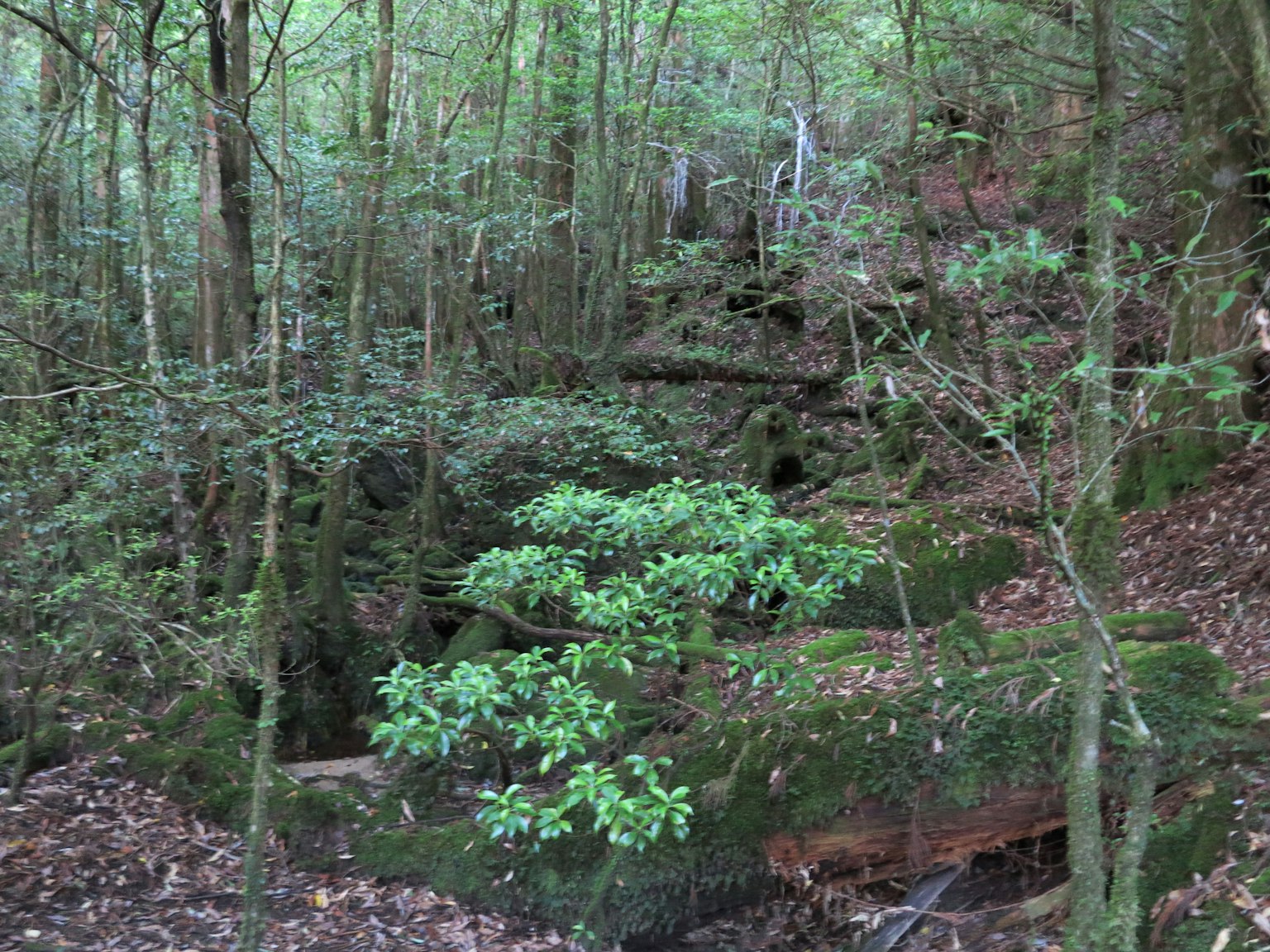 緑豊かな森林の中にある小さな木と苔むした岩