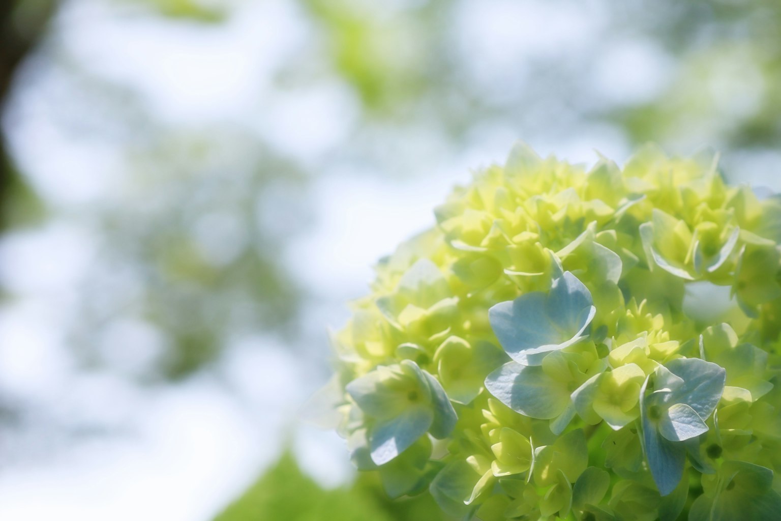特寫綠色繡球花，帶有淡藍色花瓣