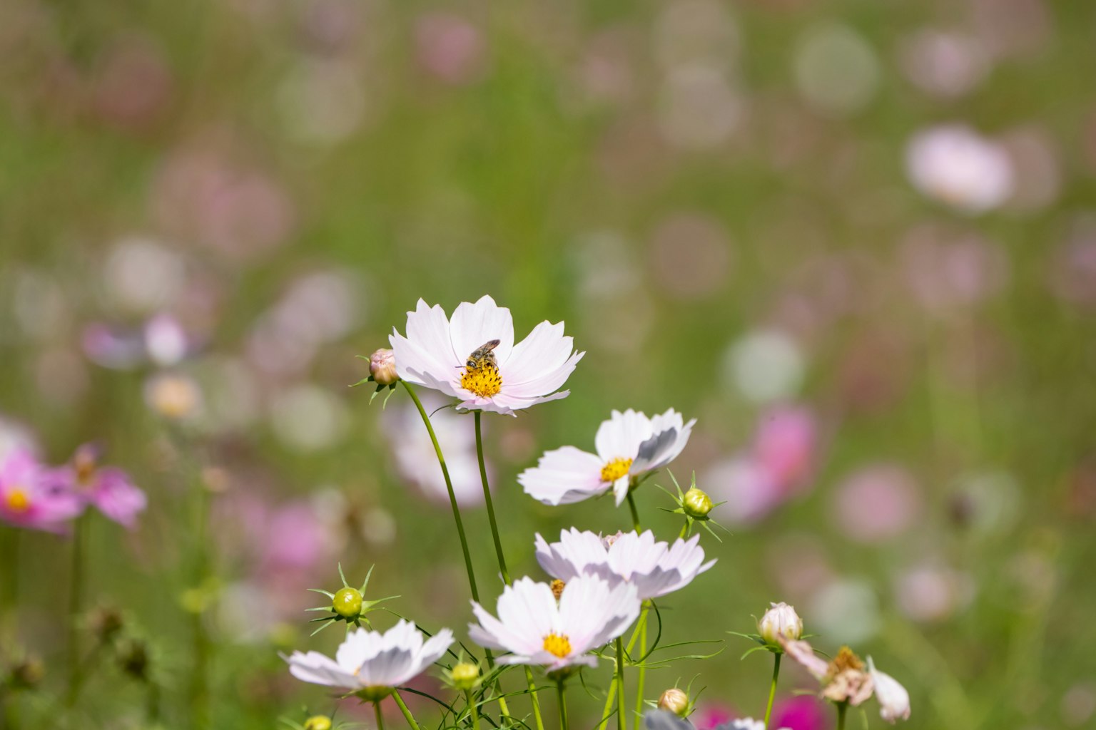 Ein Feld mit weißen Blumen und einem Schmetterling, der auf einer sitzt