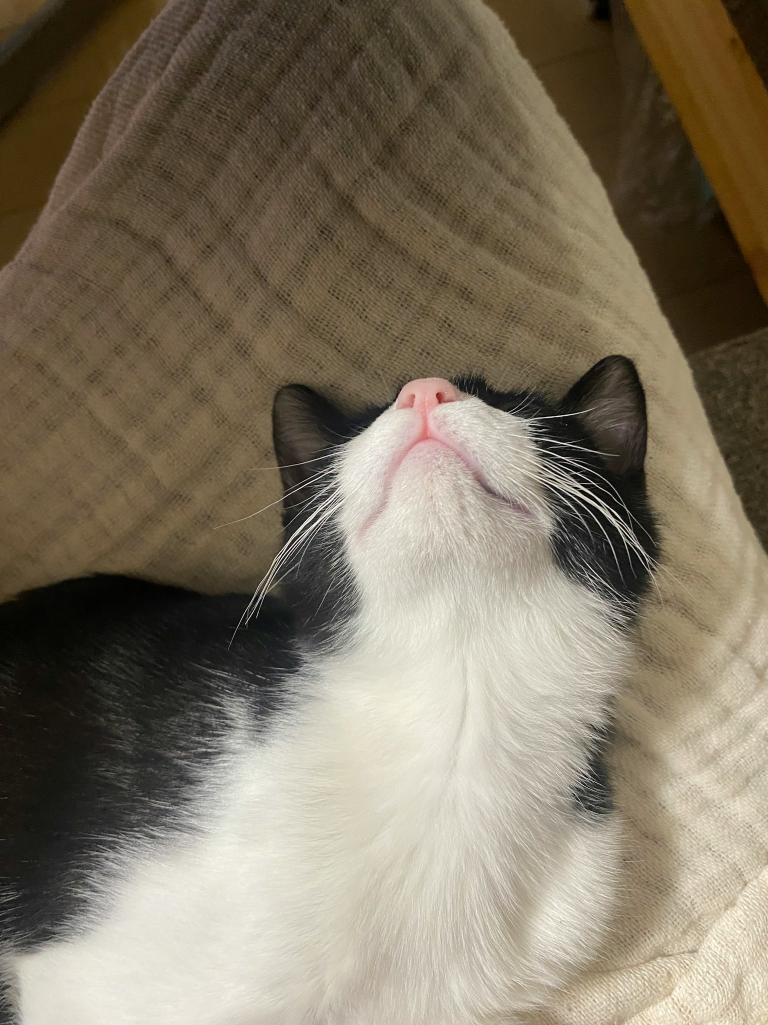 Chat noir et blanc couché sur le dos