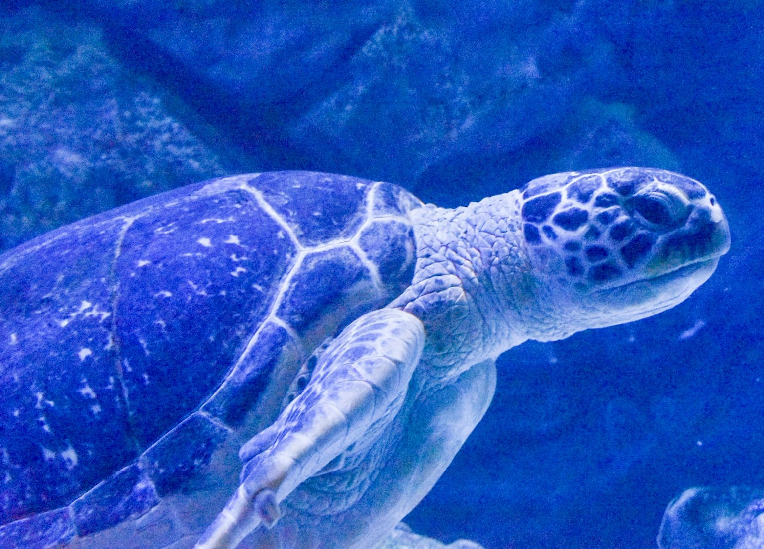 蓝色水中游动的海龟特写