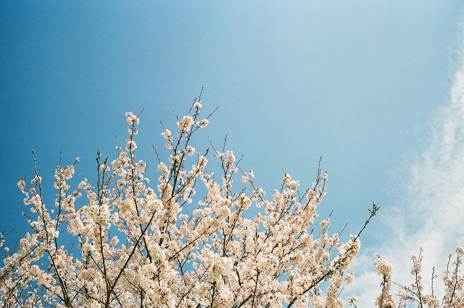 Kirschbaum vor einem klaren blauen Himmel
