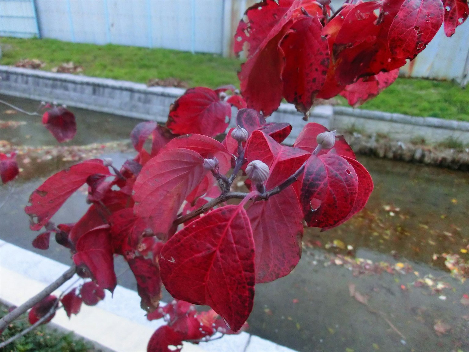 Close-up of vibrant red leaves with a waterway in the background