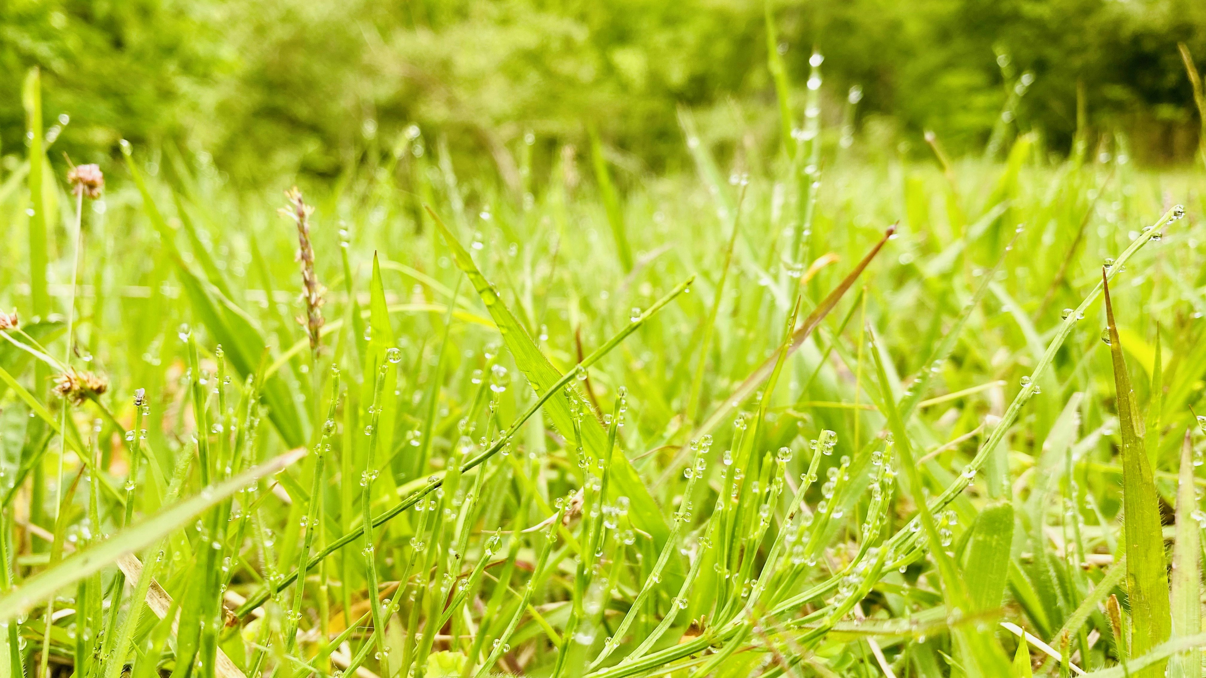 朝の光が差す青々とした芝生の草むら
