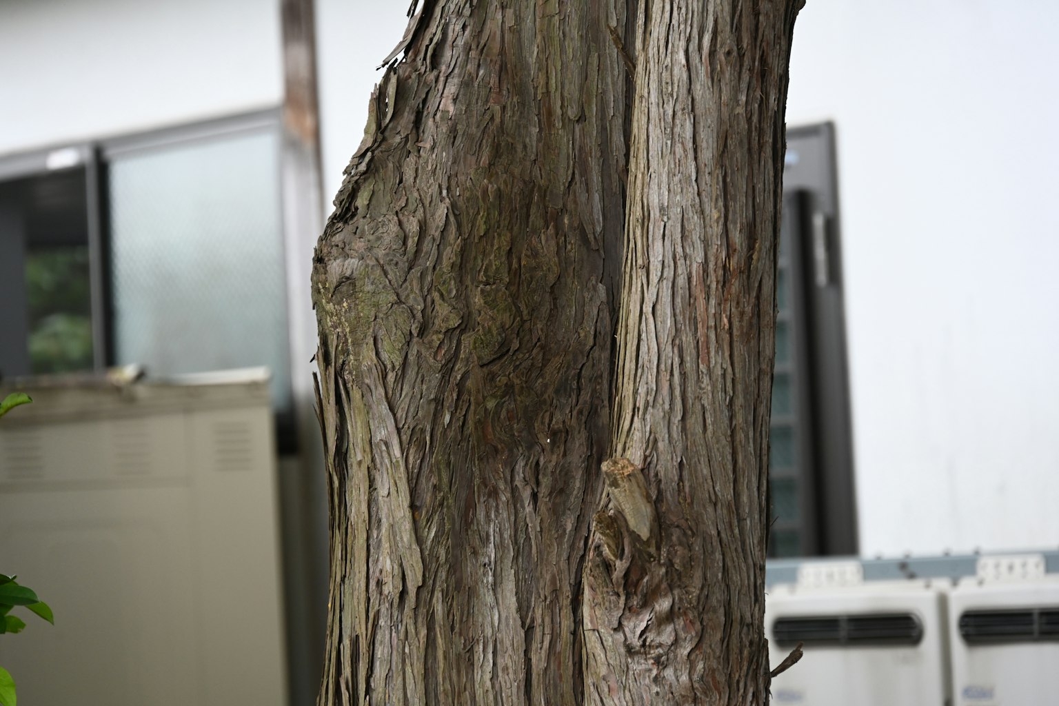 Gros plan sur un tronc d'arbre montrant une texture détaillée avec un bâtiment en arrière-plan