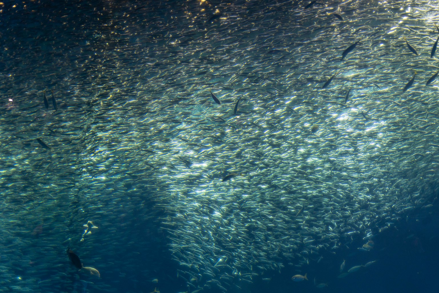 École de poissons nageant sous l'eau reflétant la lumière