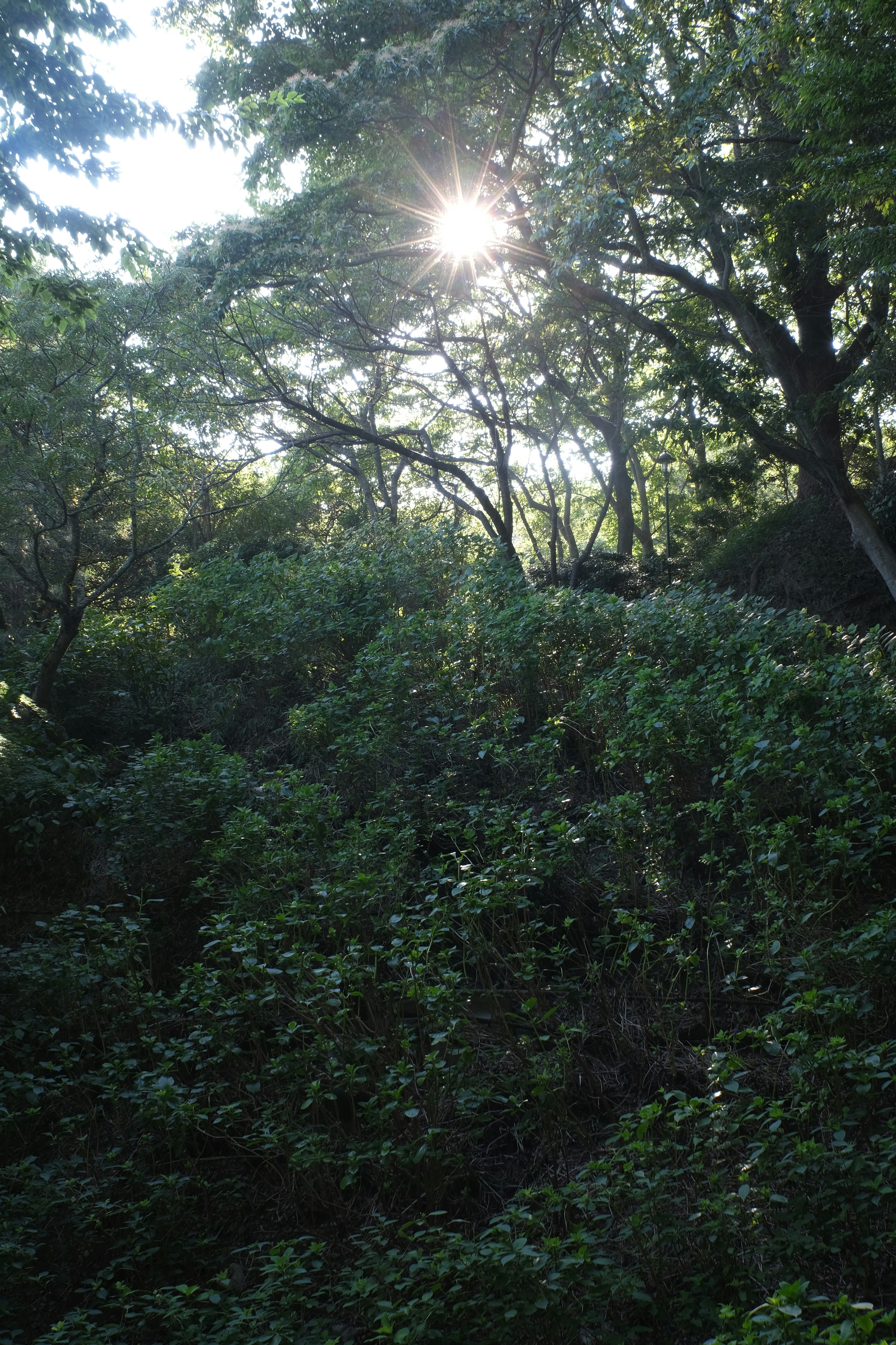 木々の間から差し込む光のある緑の森の風景