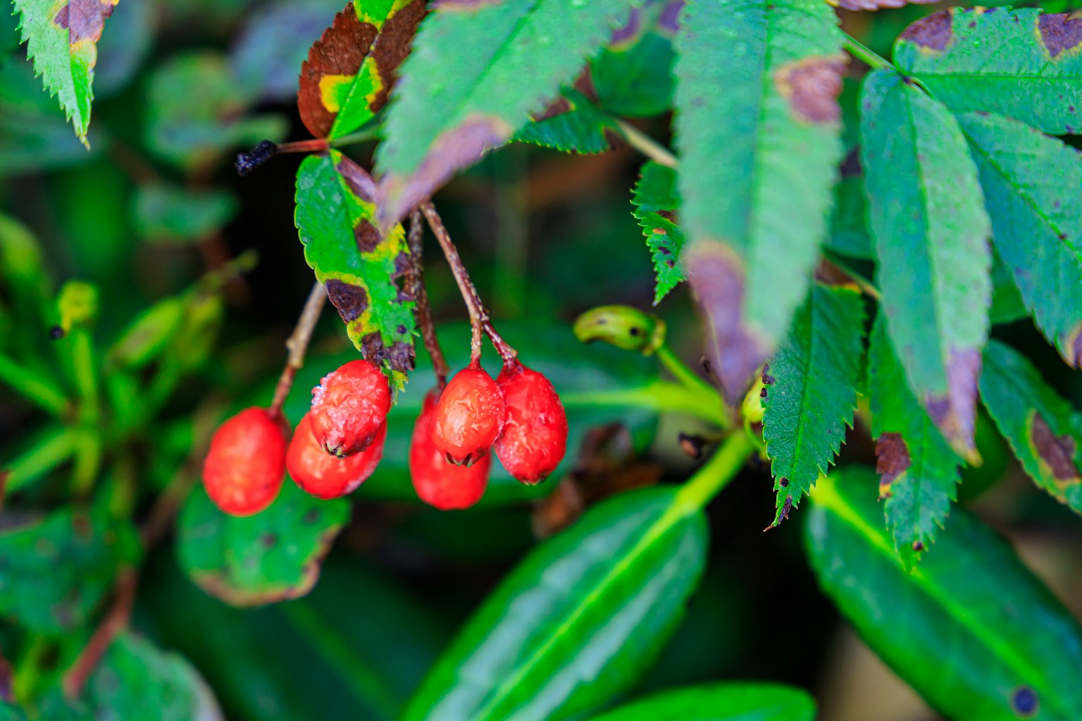 Red berries nestled among vibrant green leaves