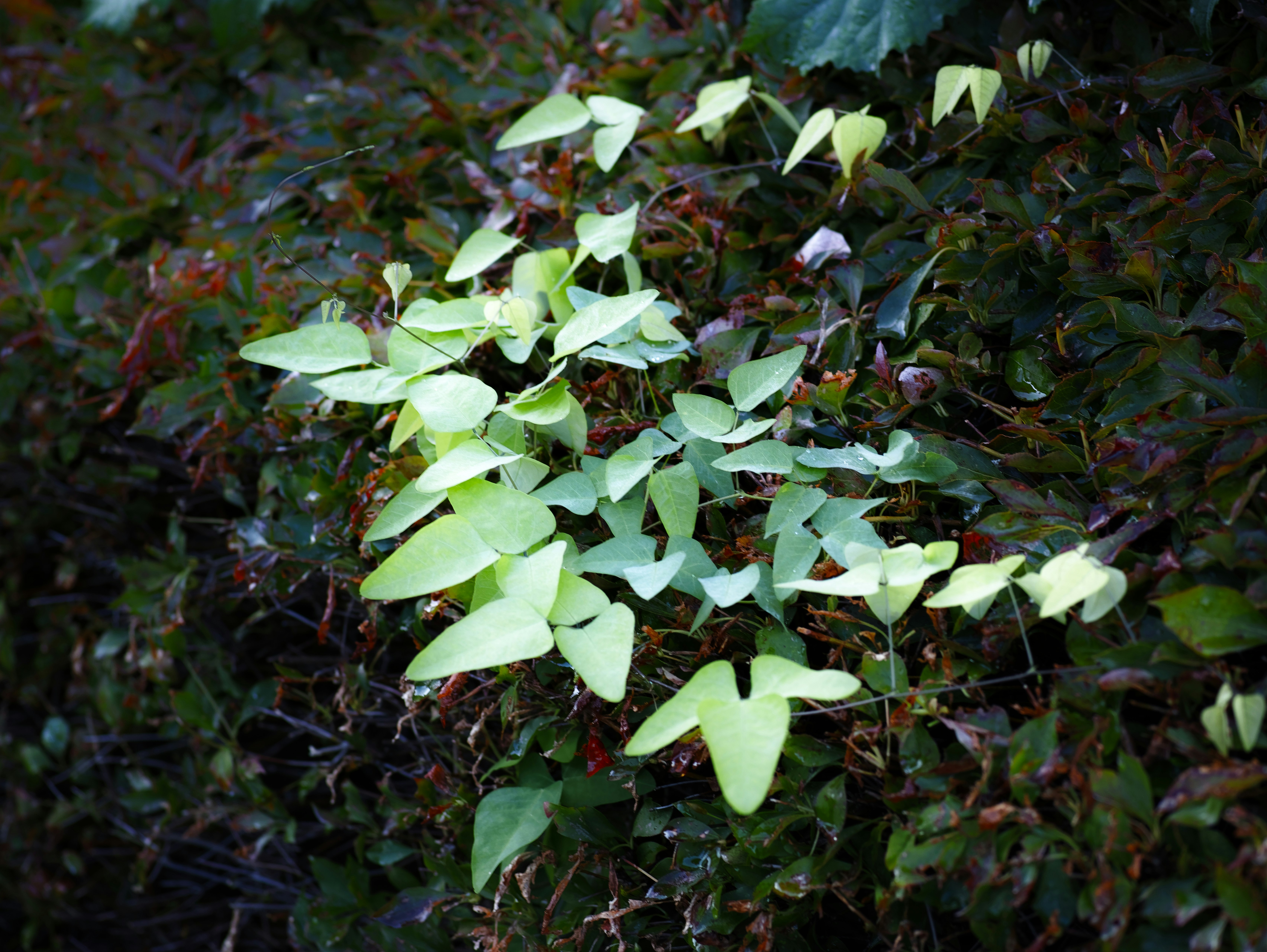 tapis de plantes luxuriantes sur un sol feuillu