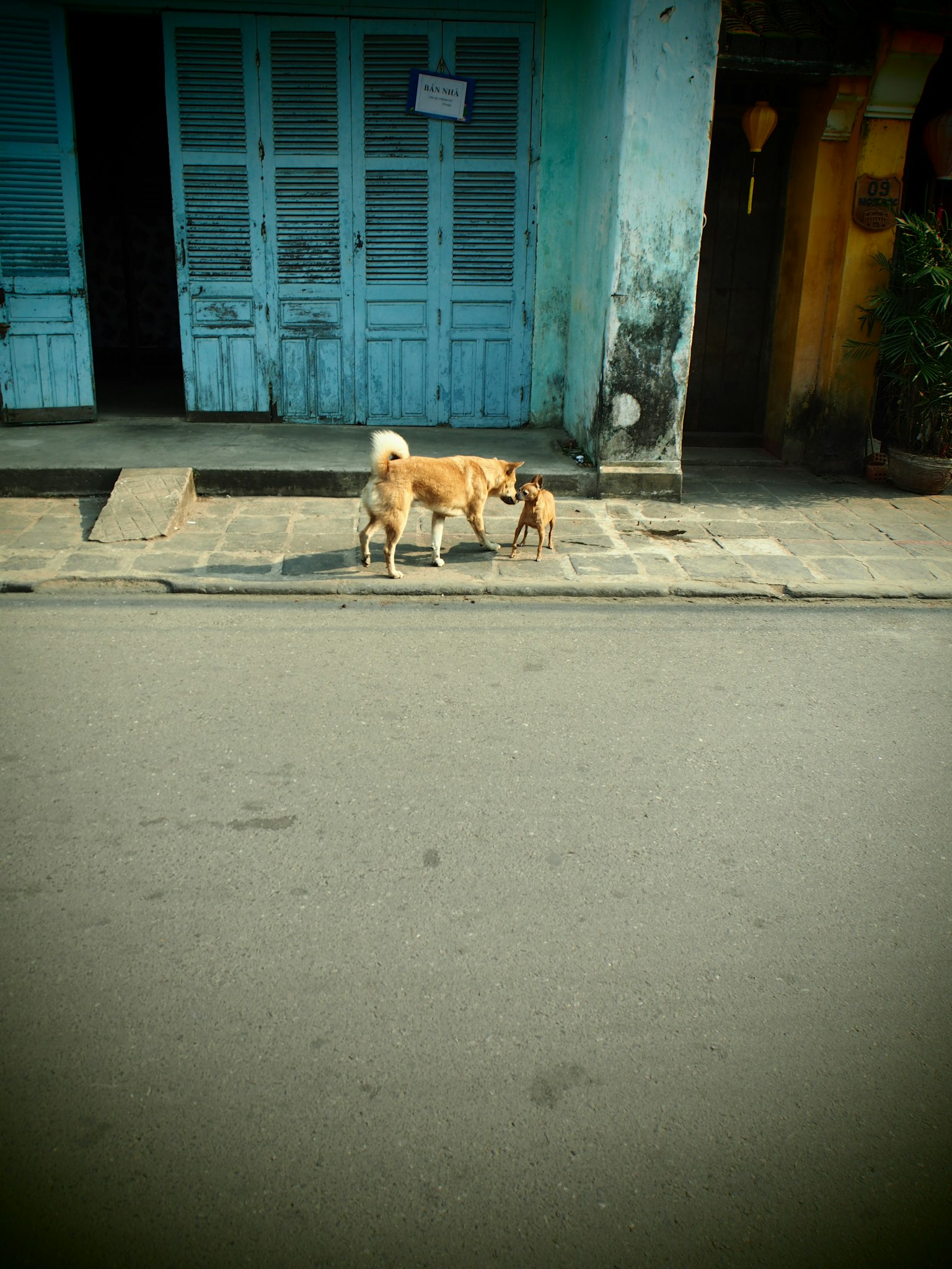 Two dogs playing in front of blue doors