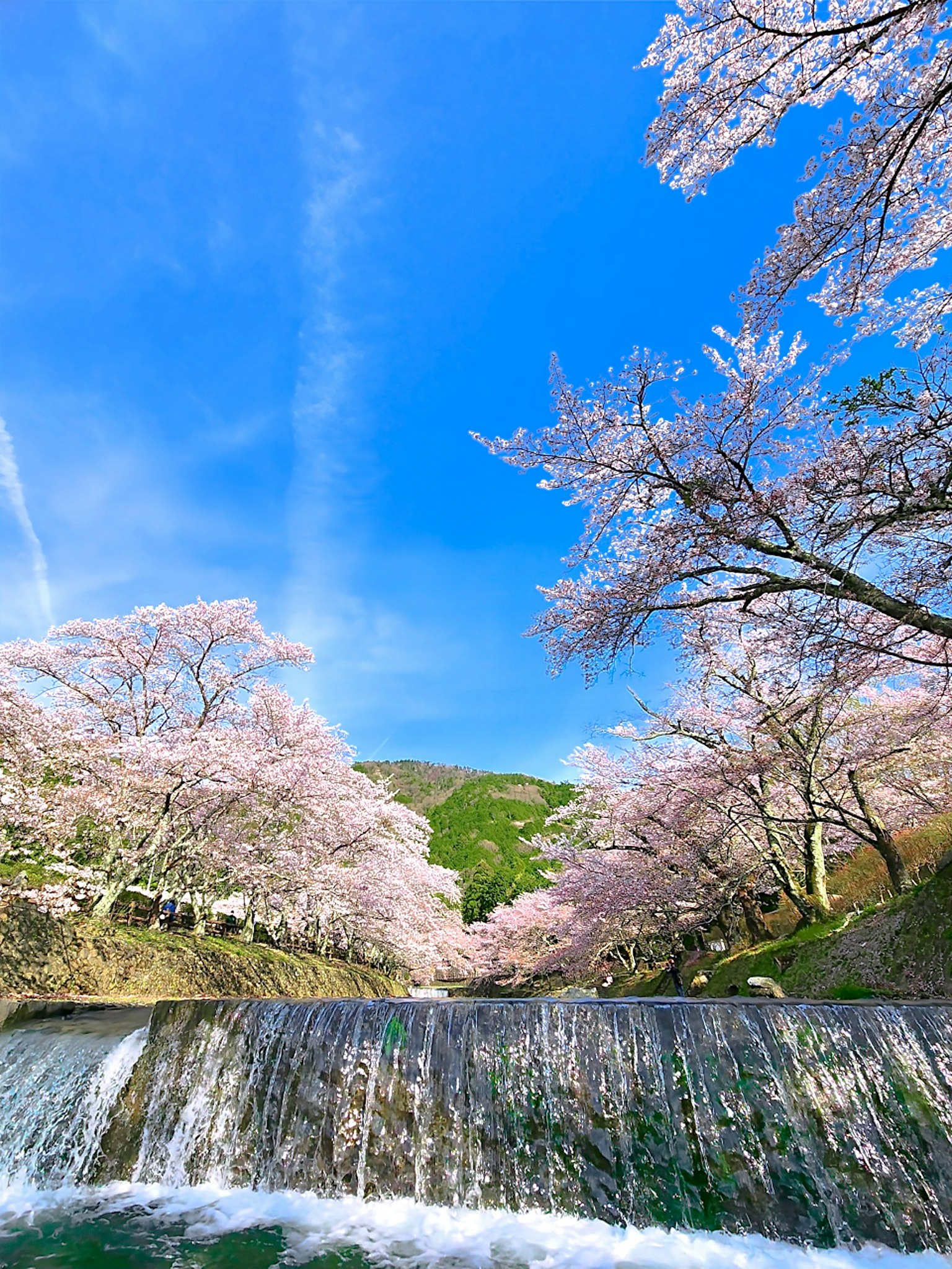 Vista escénica de árboles de cerezo en flor con una cascada bajo un cielo azul