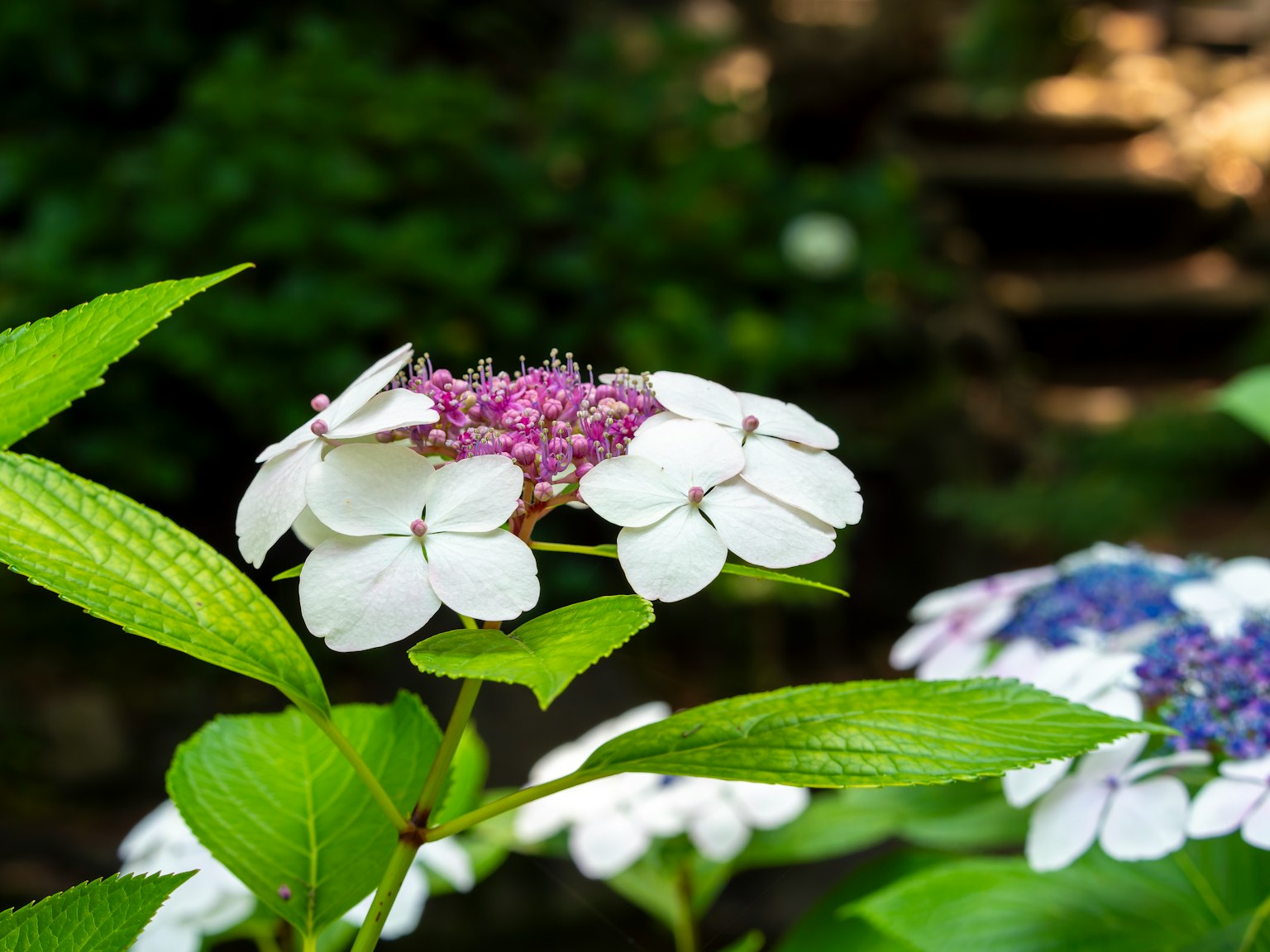 Fiori di ortensia con petali bianchi e un centro viola che fioriscono tra le foglie verdi