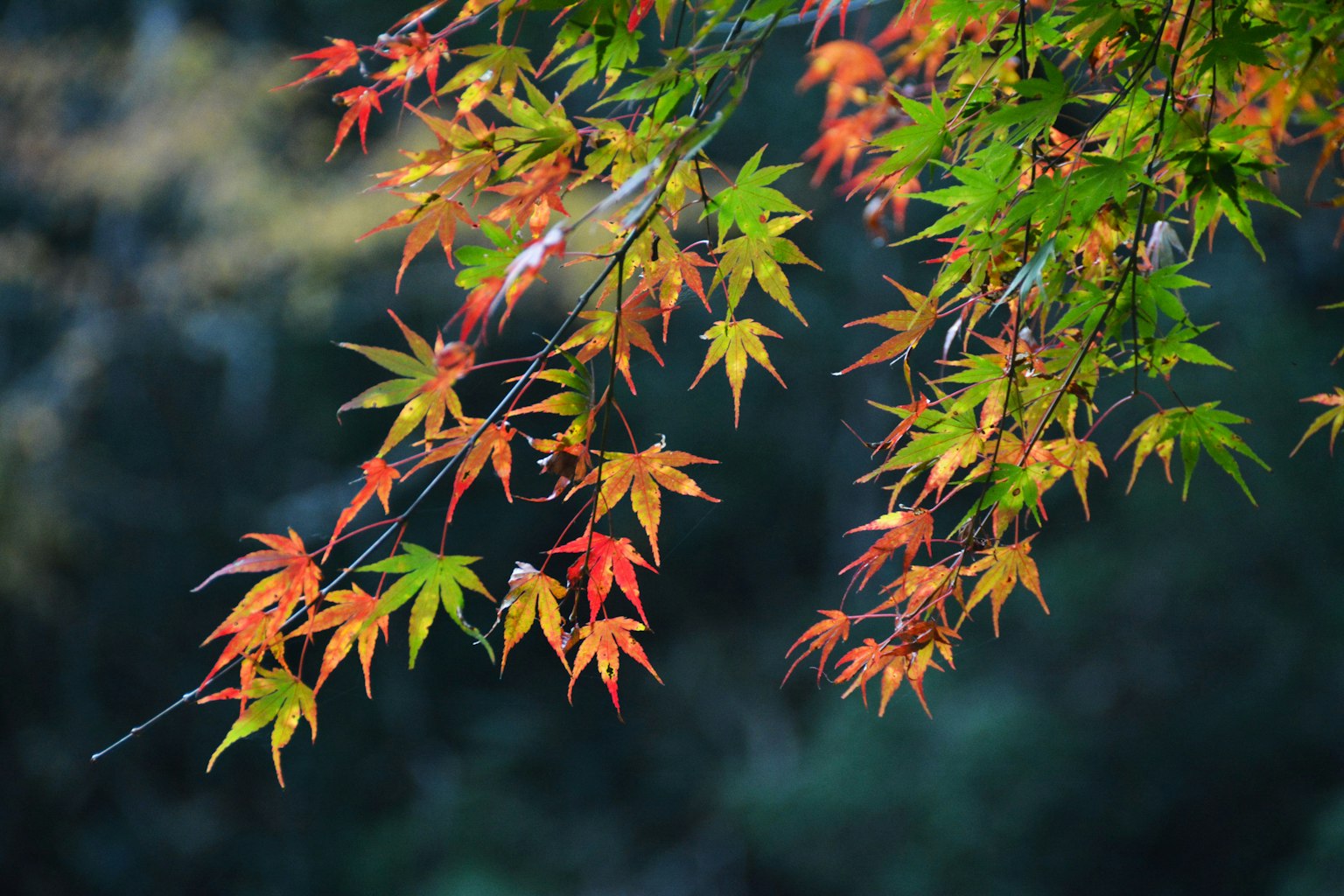 Close-up daun maple berwarna di atas cabang
