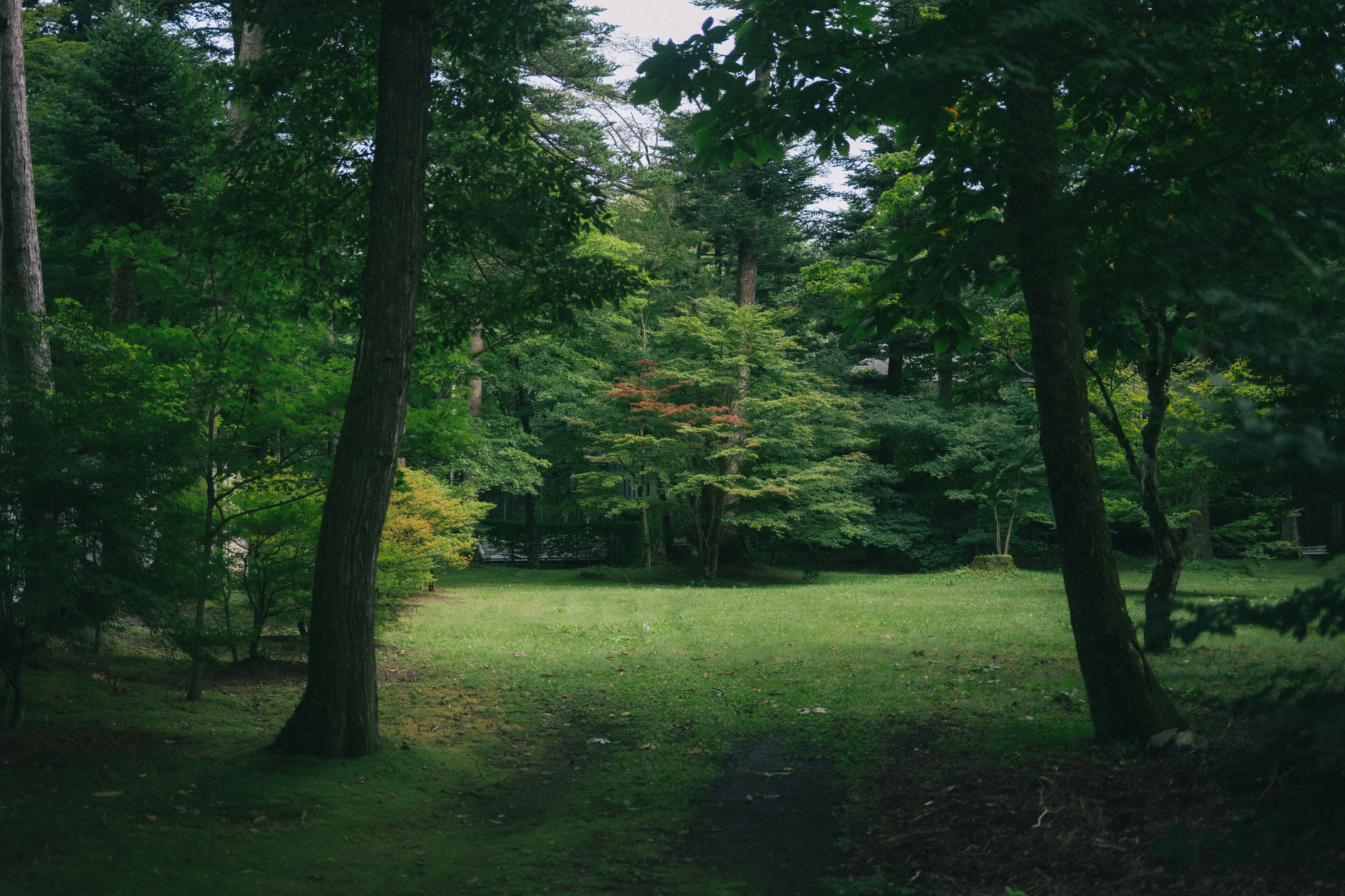 緑の木々に囲まれた公園の芝生と小道