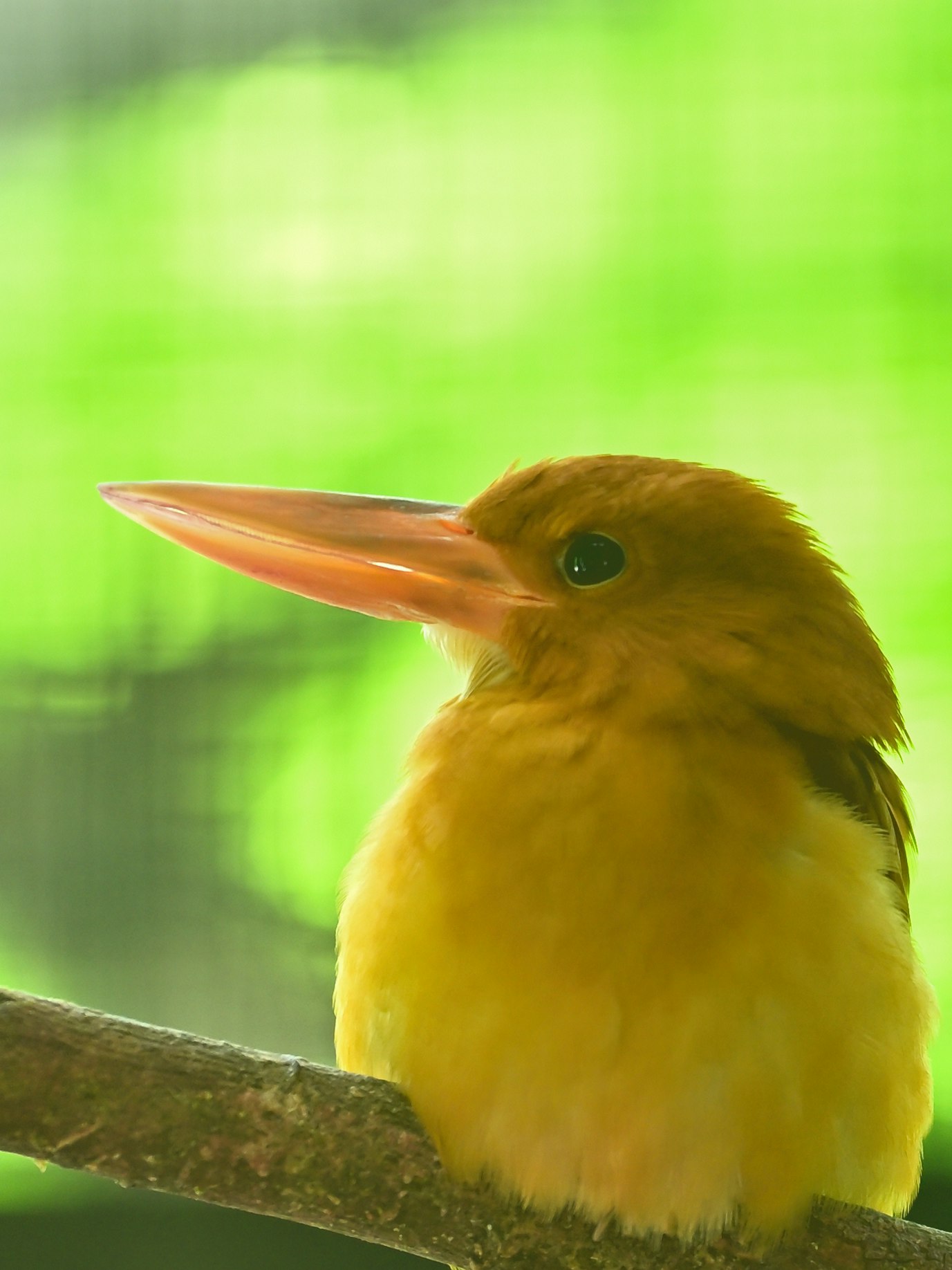 黄昏の光の中で枝にとまる小鳥