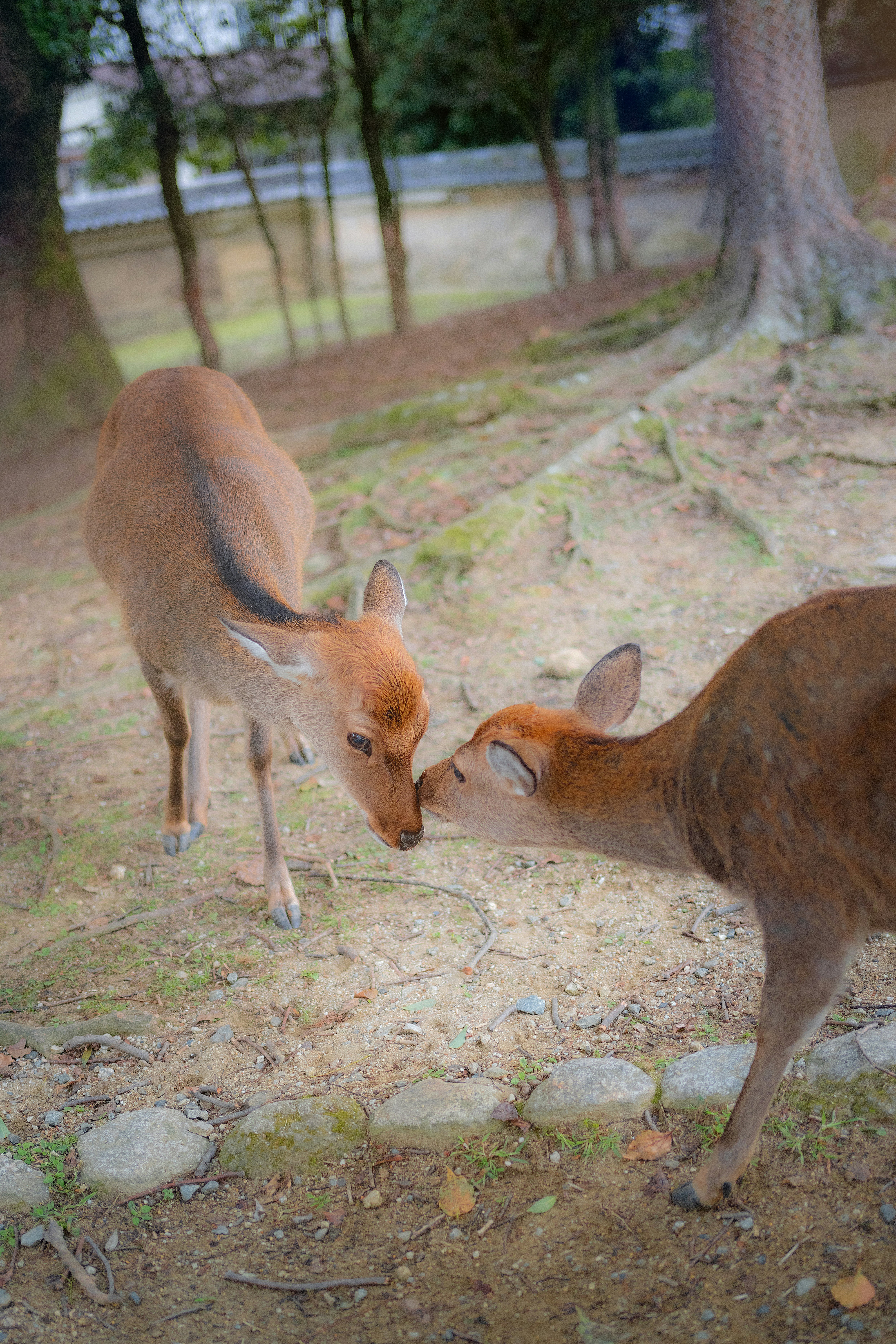 二頭の鹿が鼻を寄せ合う自然のシーン