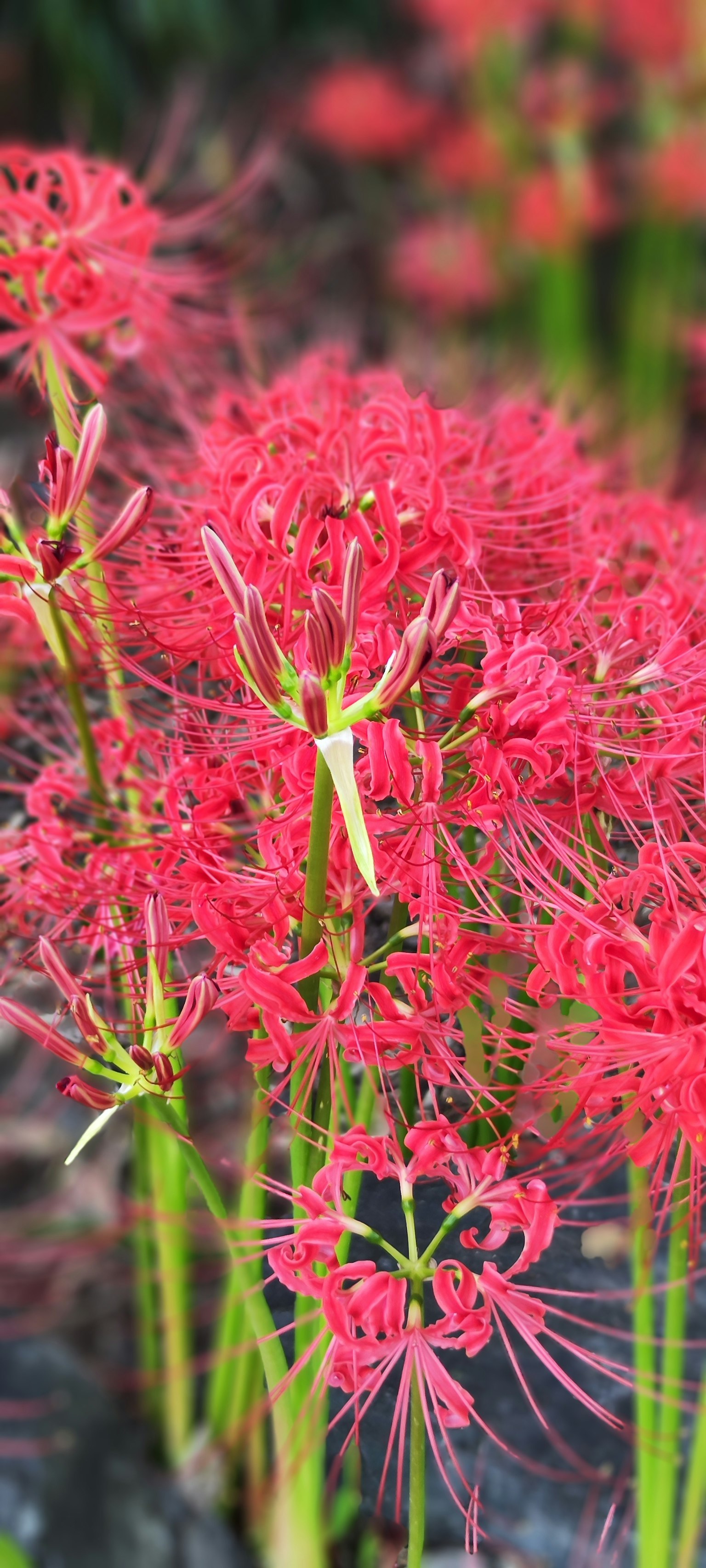 Kumpulan bunga lily laba-laba merah yang mekar