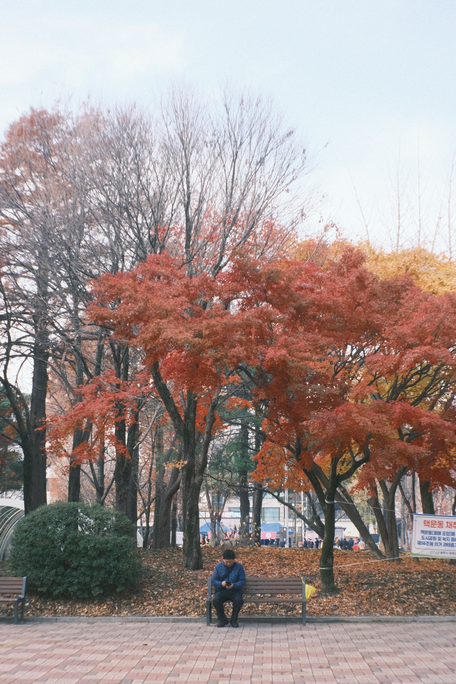 Un uomo seduto su una panchina in un parco autunnale circondato da alberi colorati