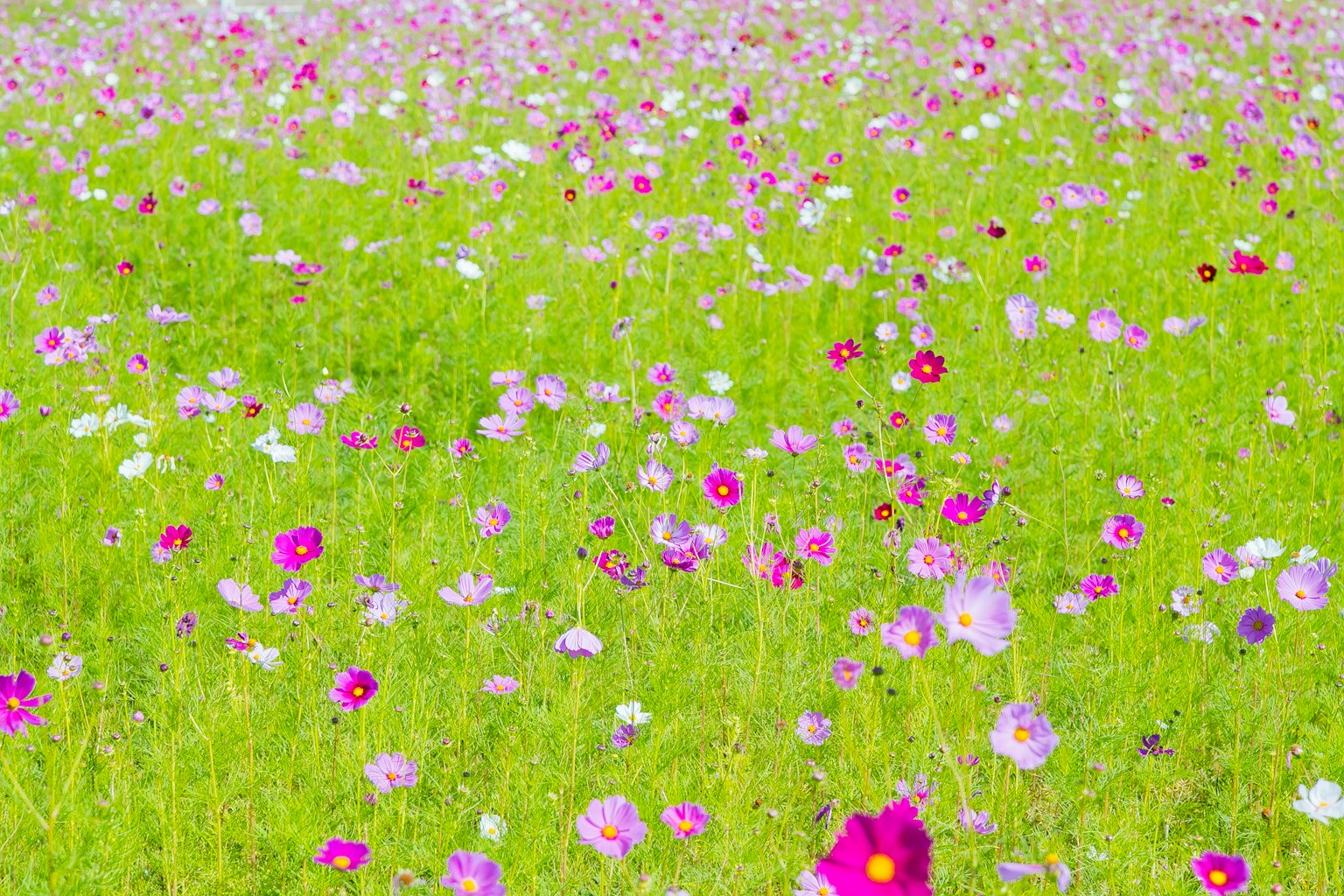 Flores coloridas floreciendo en un prado verde