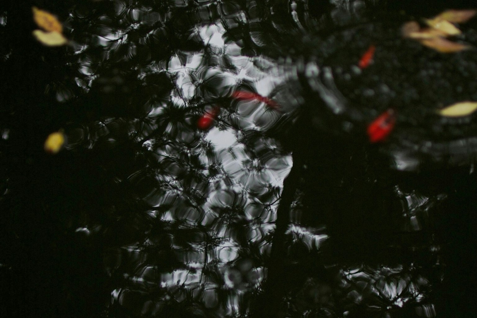 Un fondo oscuro con reflejos de luz y hojas rojas en la superficie del agua