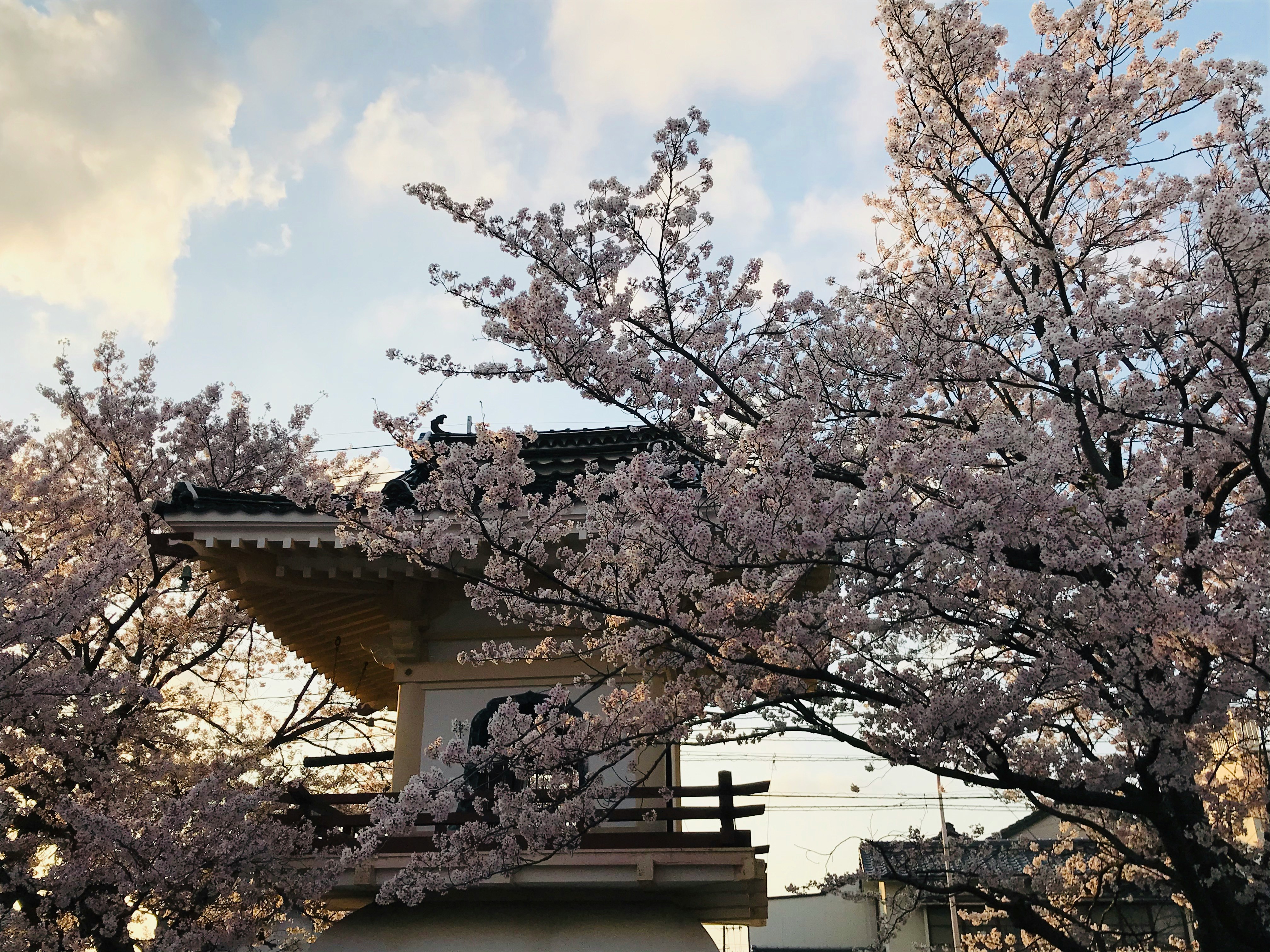 桜の花が咲く寺院の屋根と門のある風景