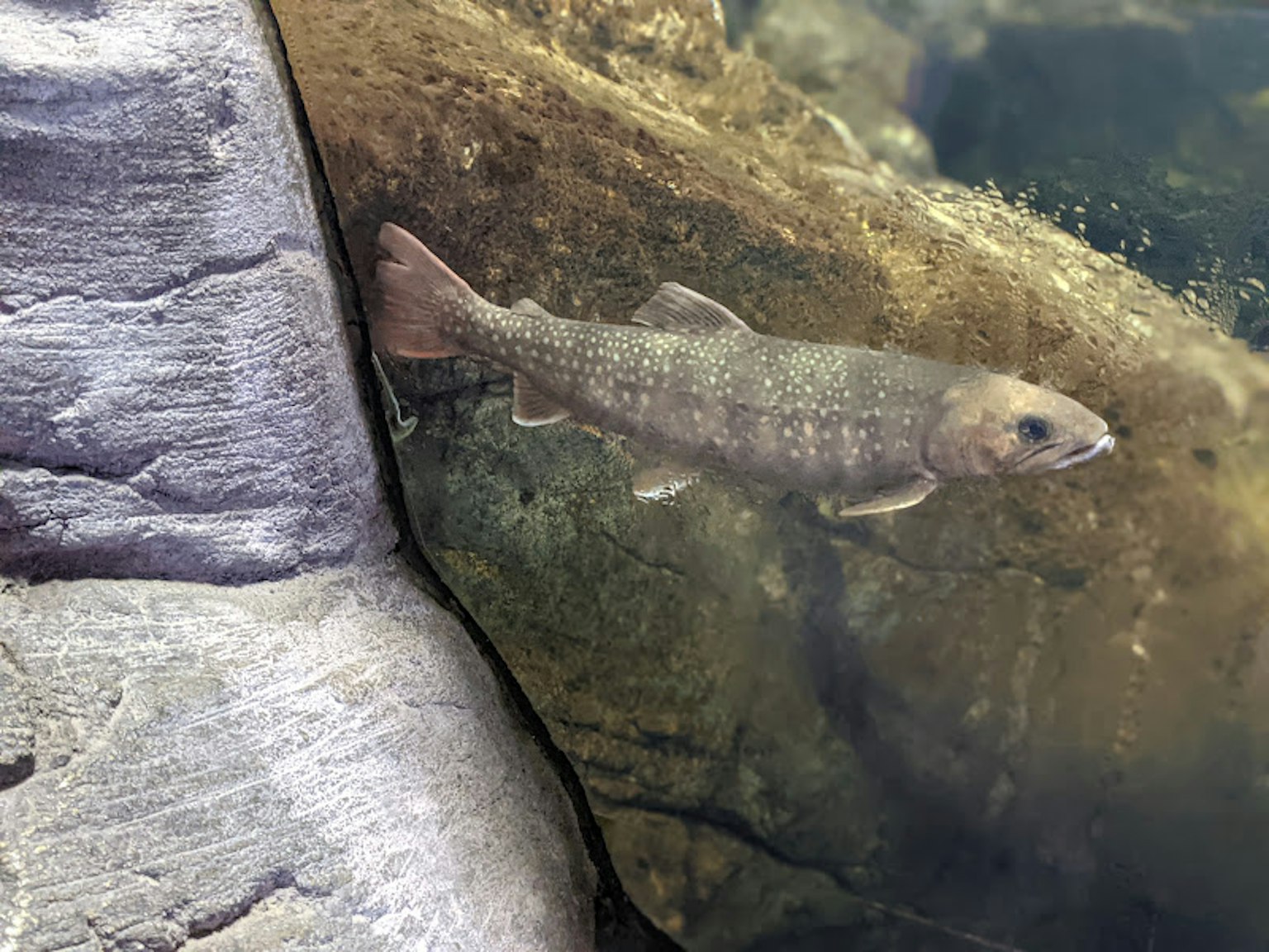 Fisch schwimmt unter Wasser in der Nähe einer felsigen Oberfläche