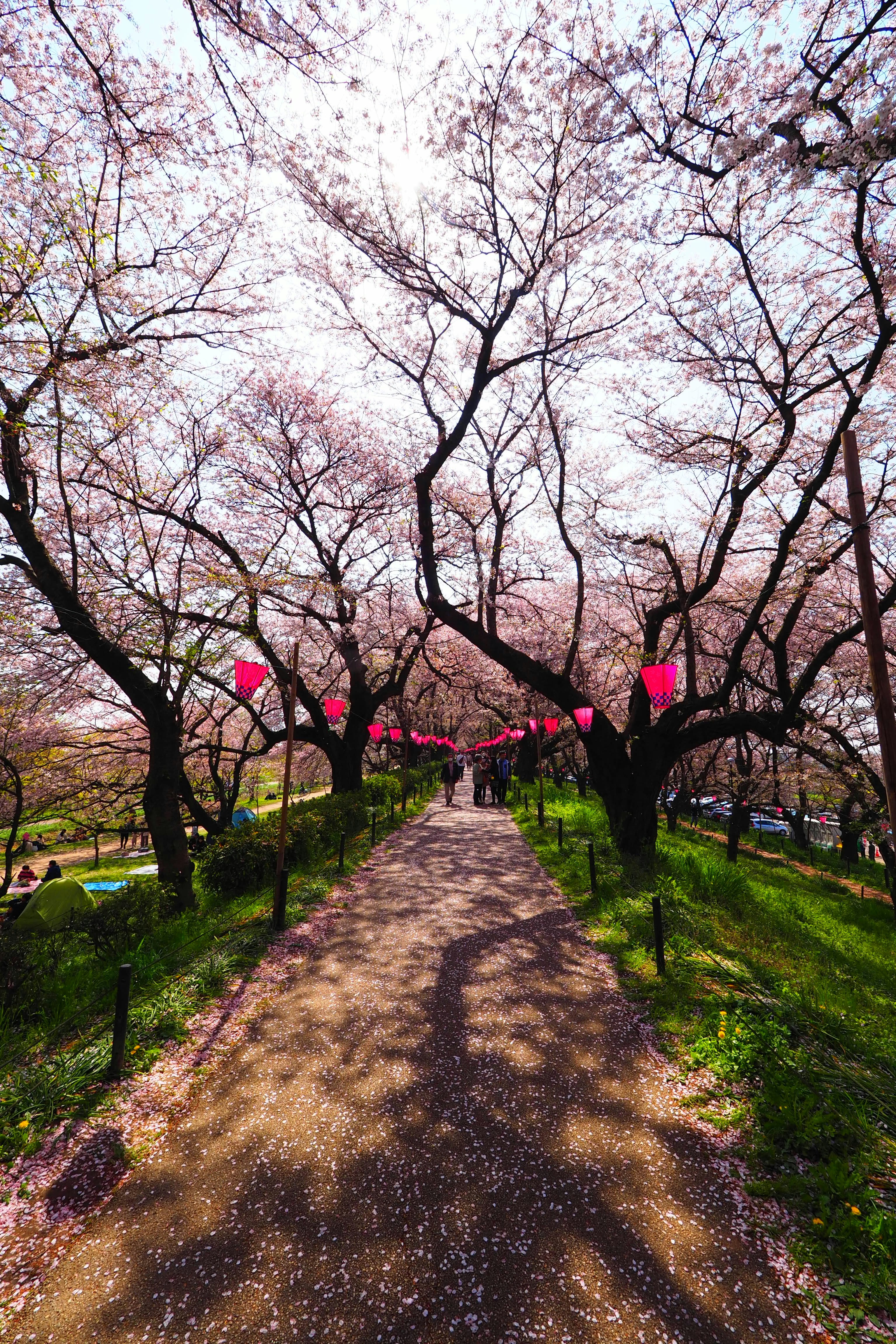 春季樱花大道与步道