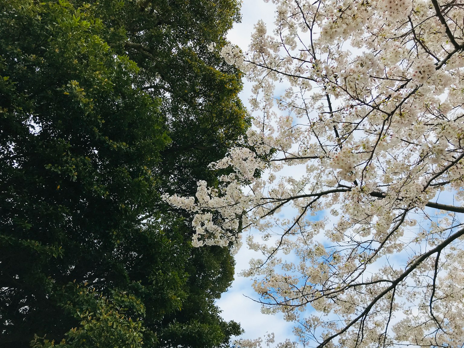 Fiori di ciliegio bianchi in fiore contro un cielo blu e alberi verdi