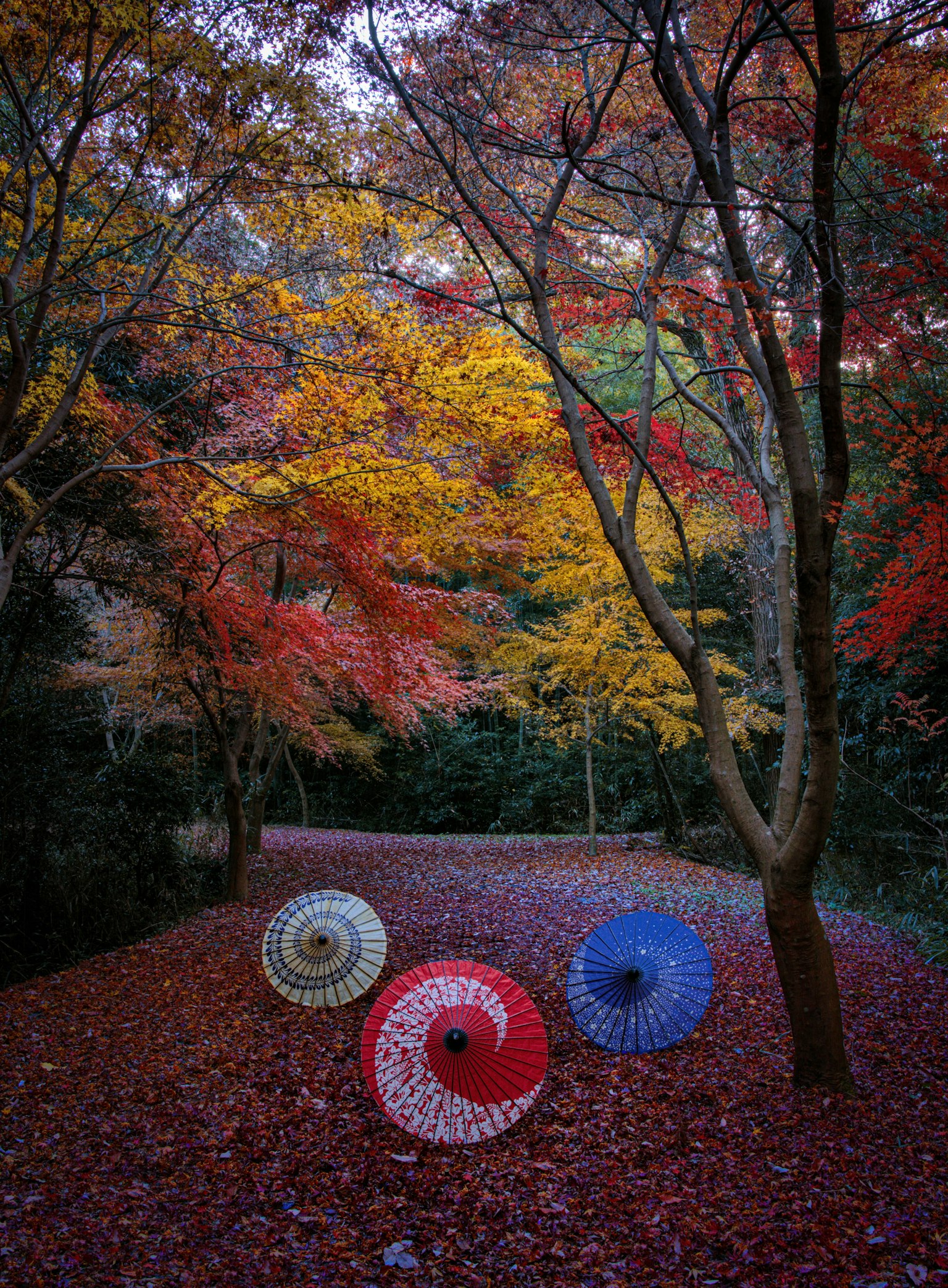 Tre ombrelli colorati rosso blu e bianco su un sentiero circondato da un fogliame autunnale vibrante