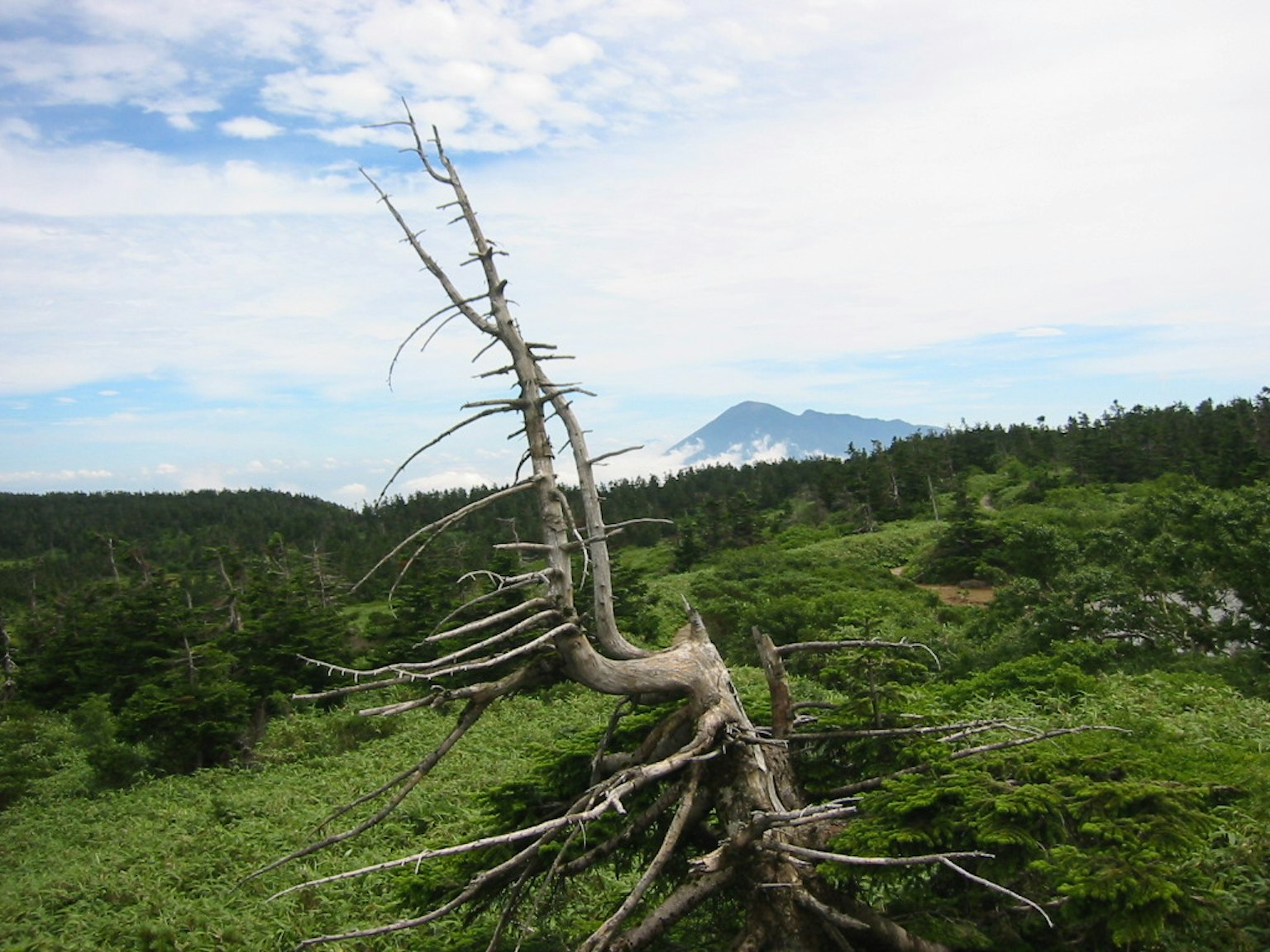 Una vista de una rama de árbol muerta con hierba verde y el monte Fuji al fondo