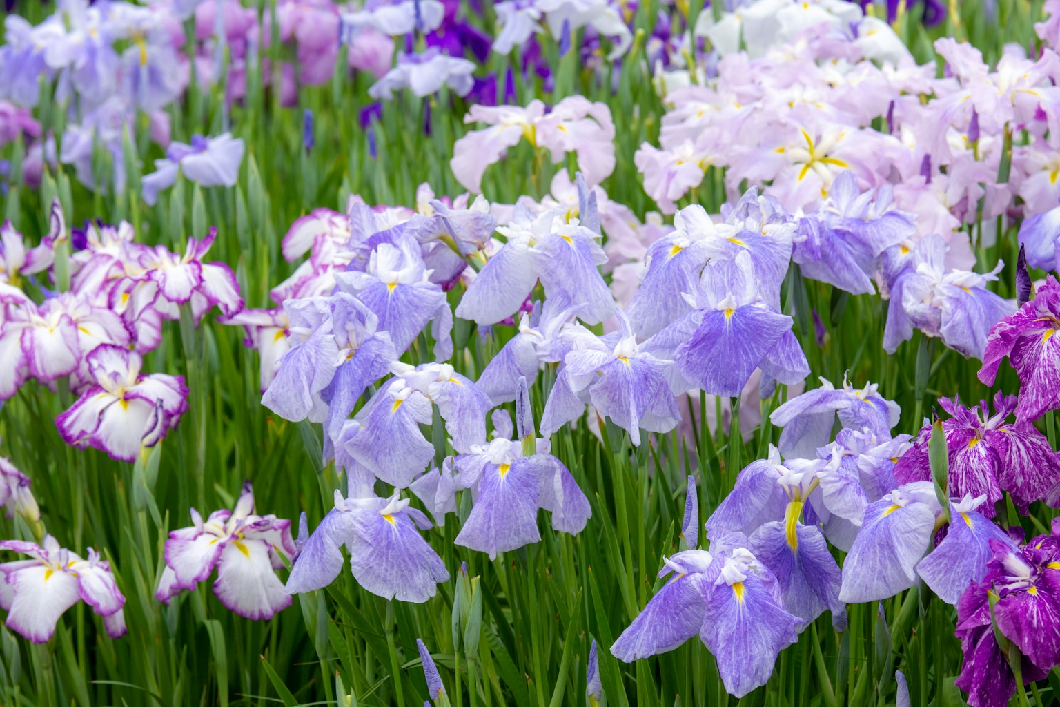 A beautiful landscape filled with colorful irises in bloom