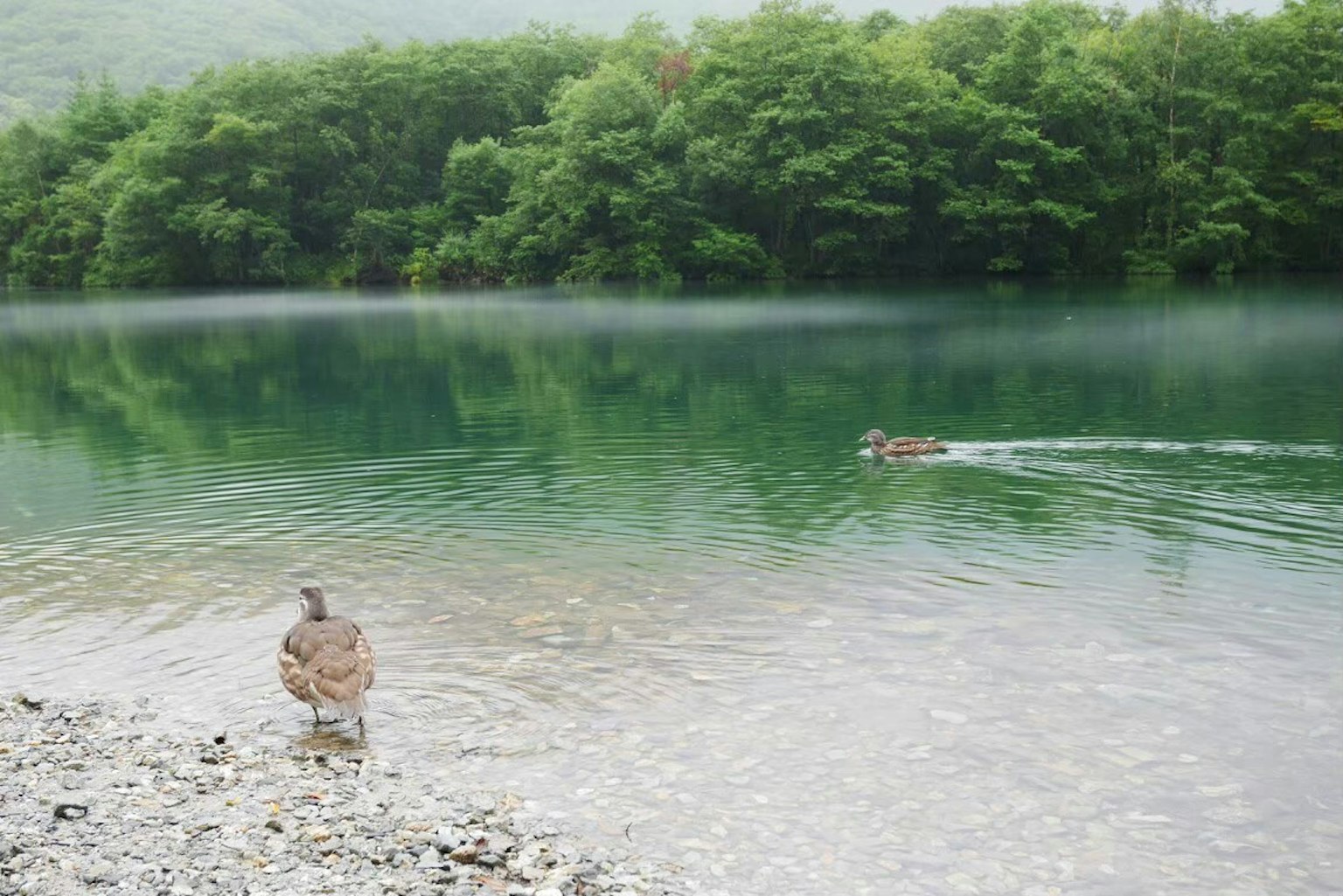 A tranquil lakeside scene featuring a duck and lush green trees