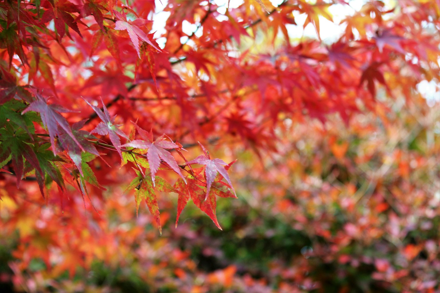 Vibrant red maple leaves in a natural setting
