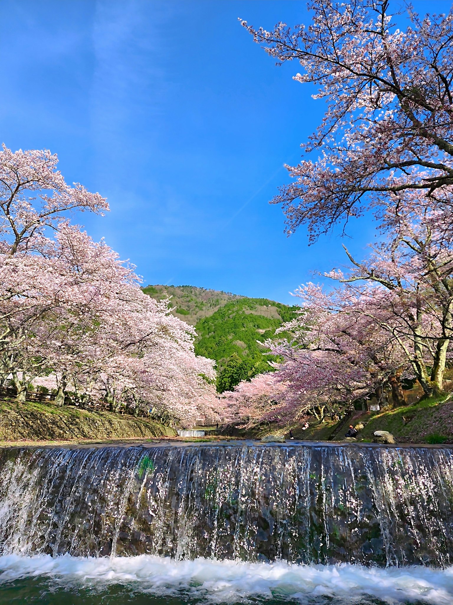 Vista escénica de cerezos en flor junto a un río que fluye bajo un cielo azul
