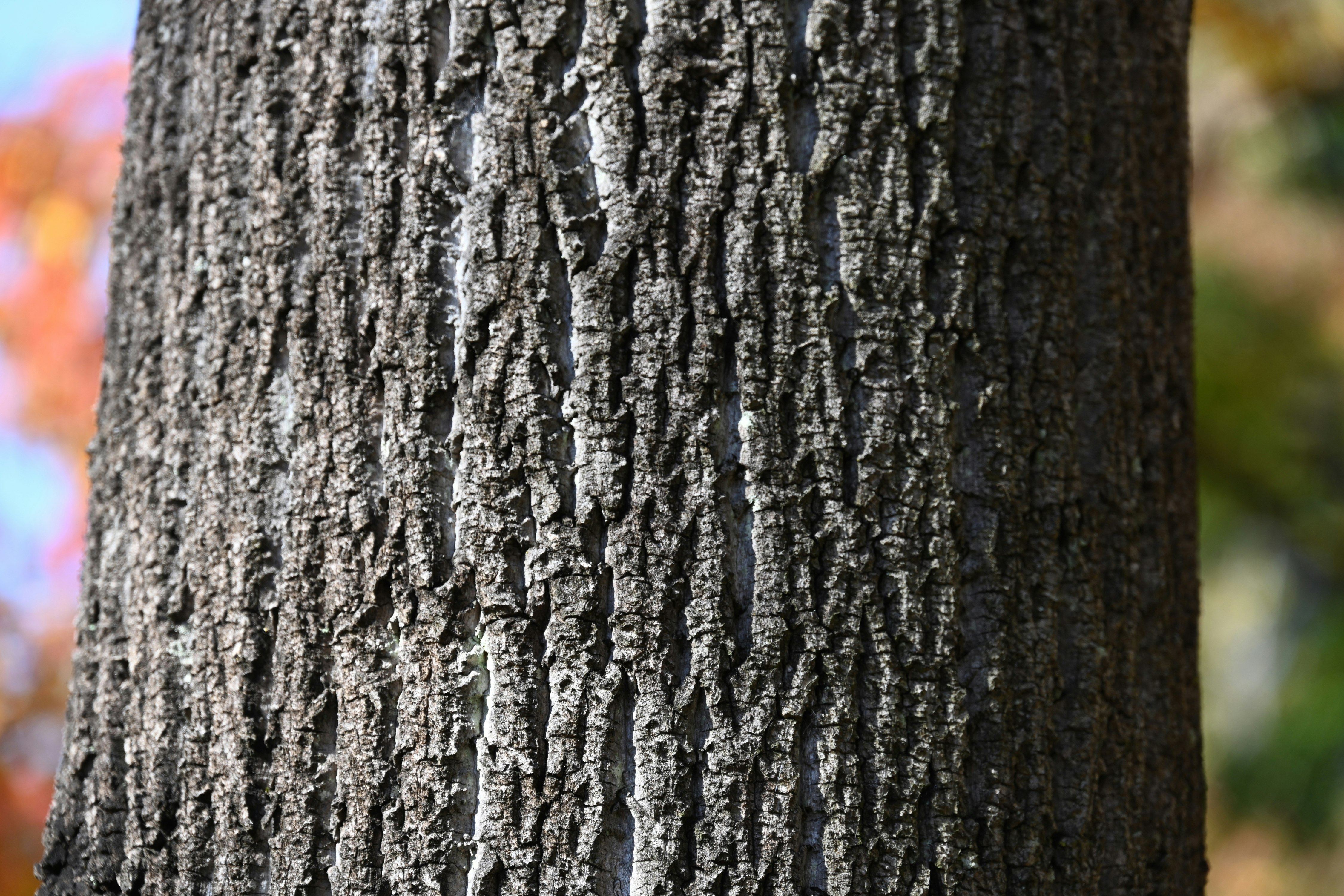 close-up of tree bark texture