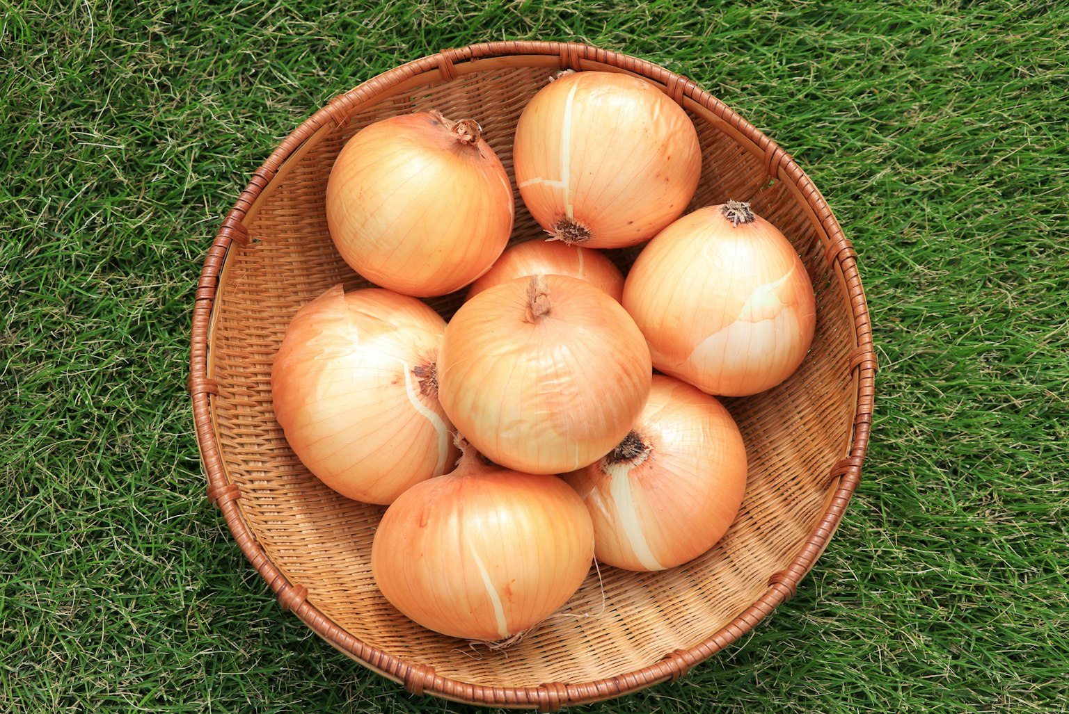 Fresh onions in a basket placed on green grass