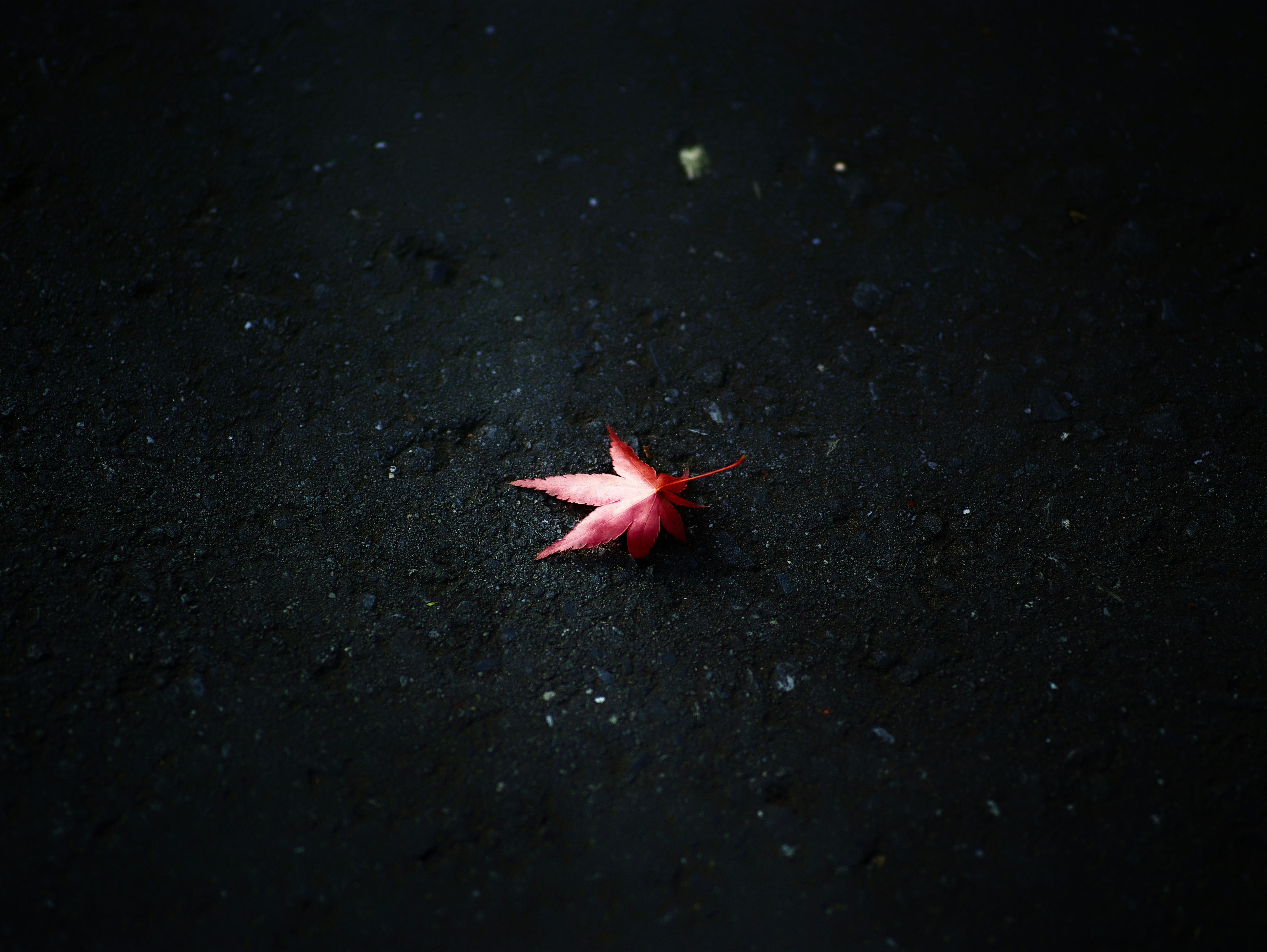 夜の路面に浮かぶ赤い星形の花びら