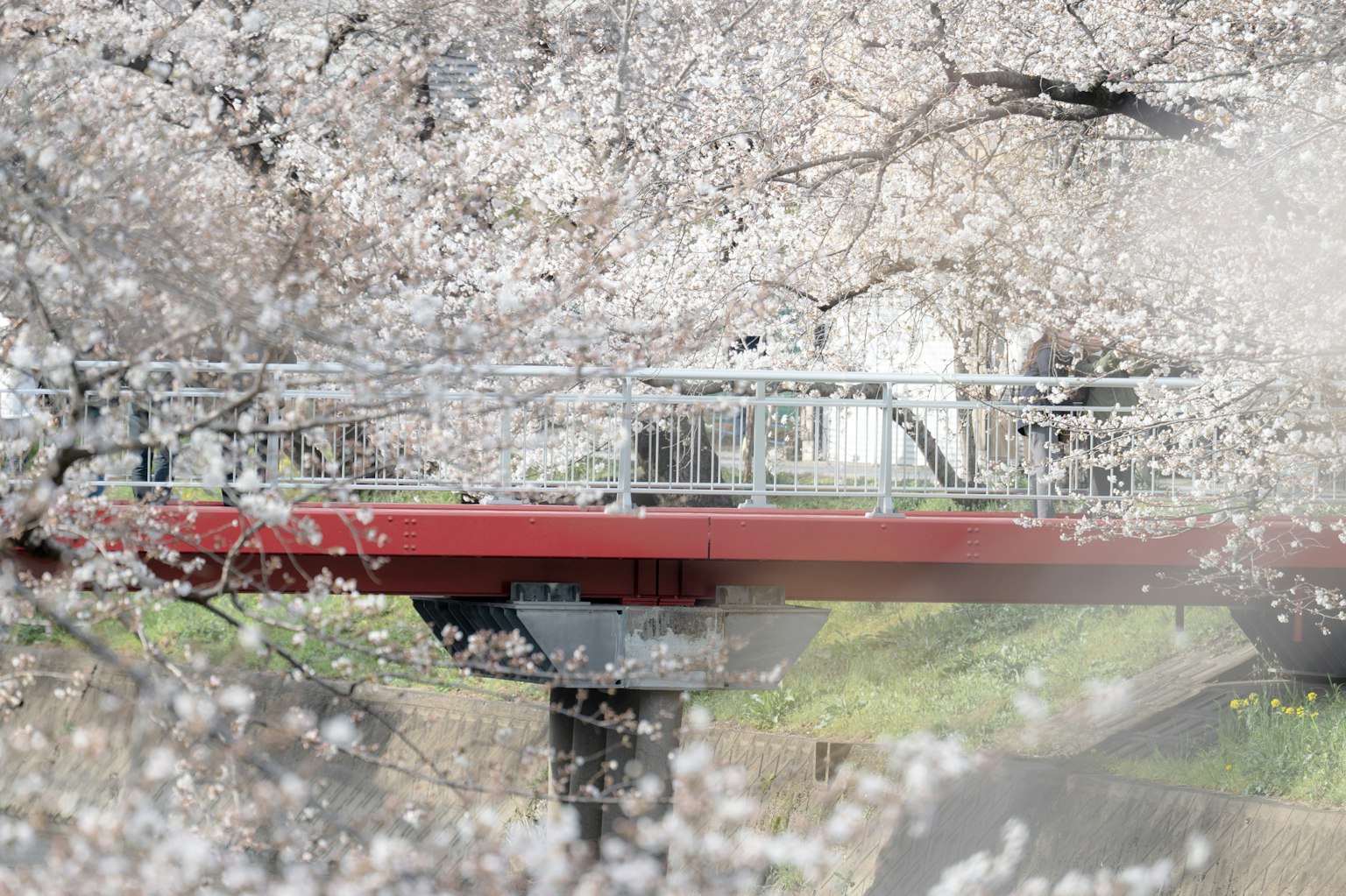 Pont rouge entouré de cerisiers en fleurs