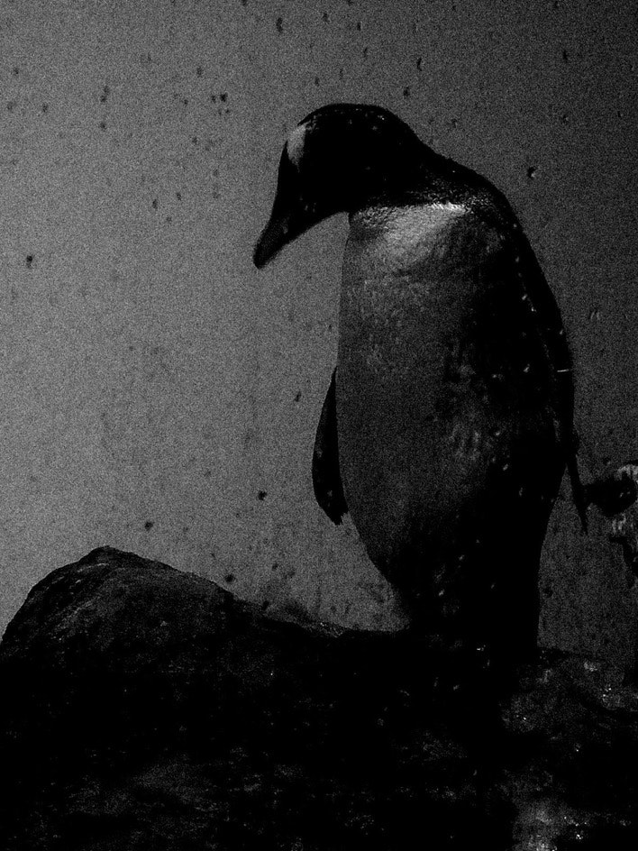 silhouette de pingouin face au mur